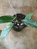 Hoya pubycalix red button