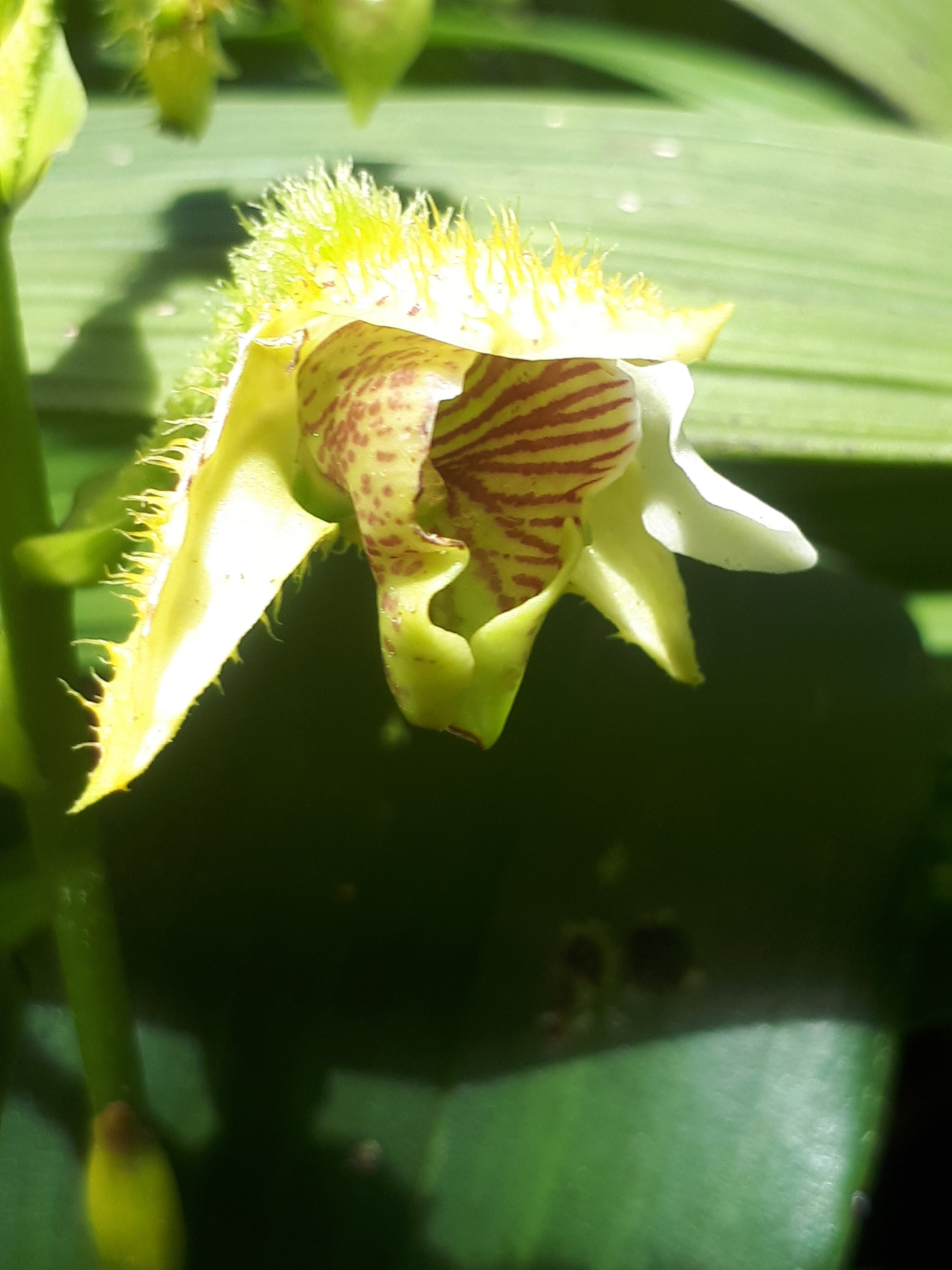 Dendrobium macrophyllum