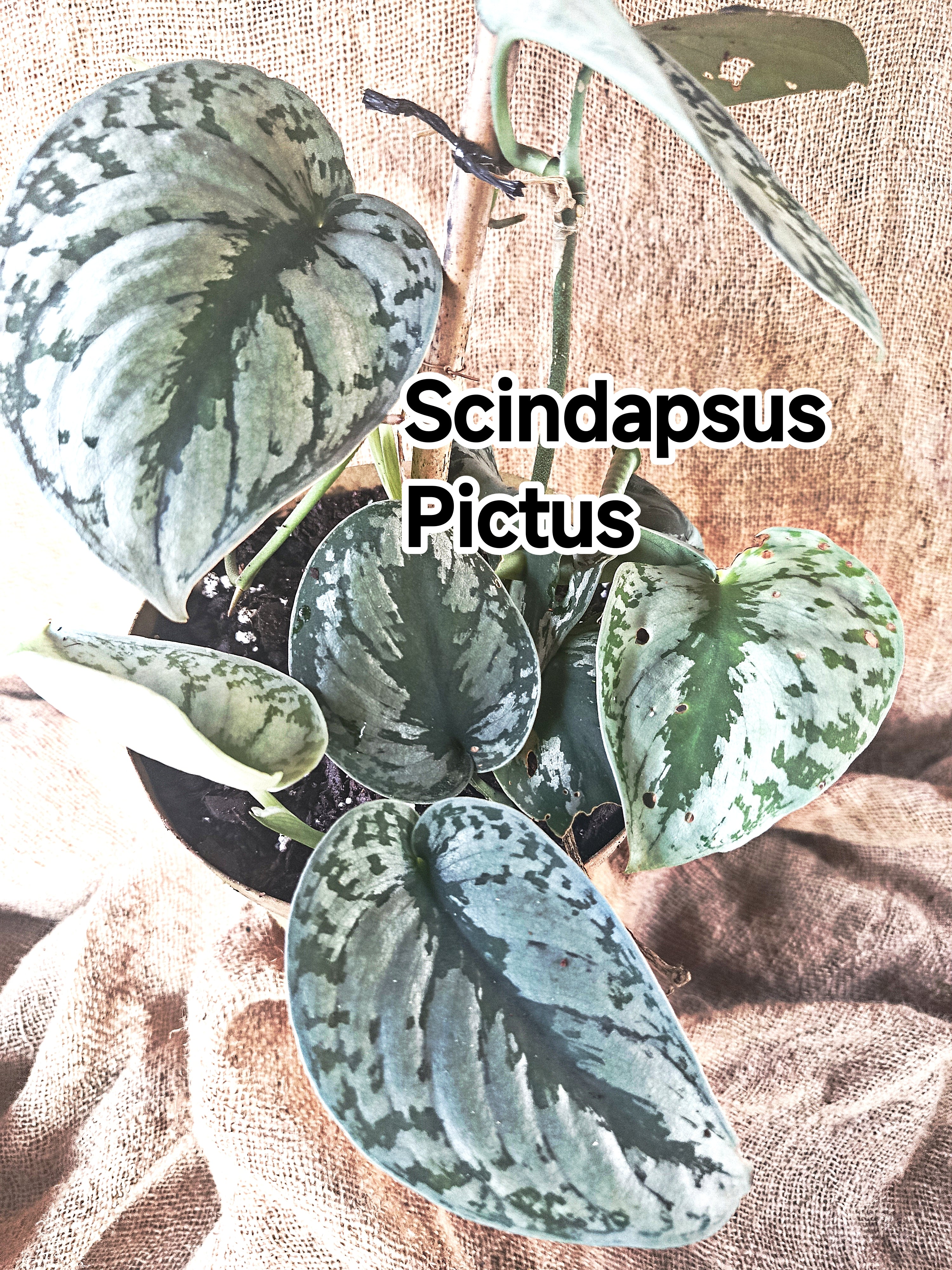 Scindapsus pictus