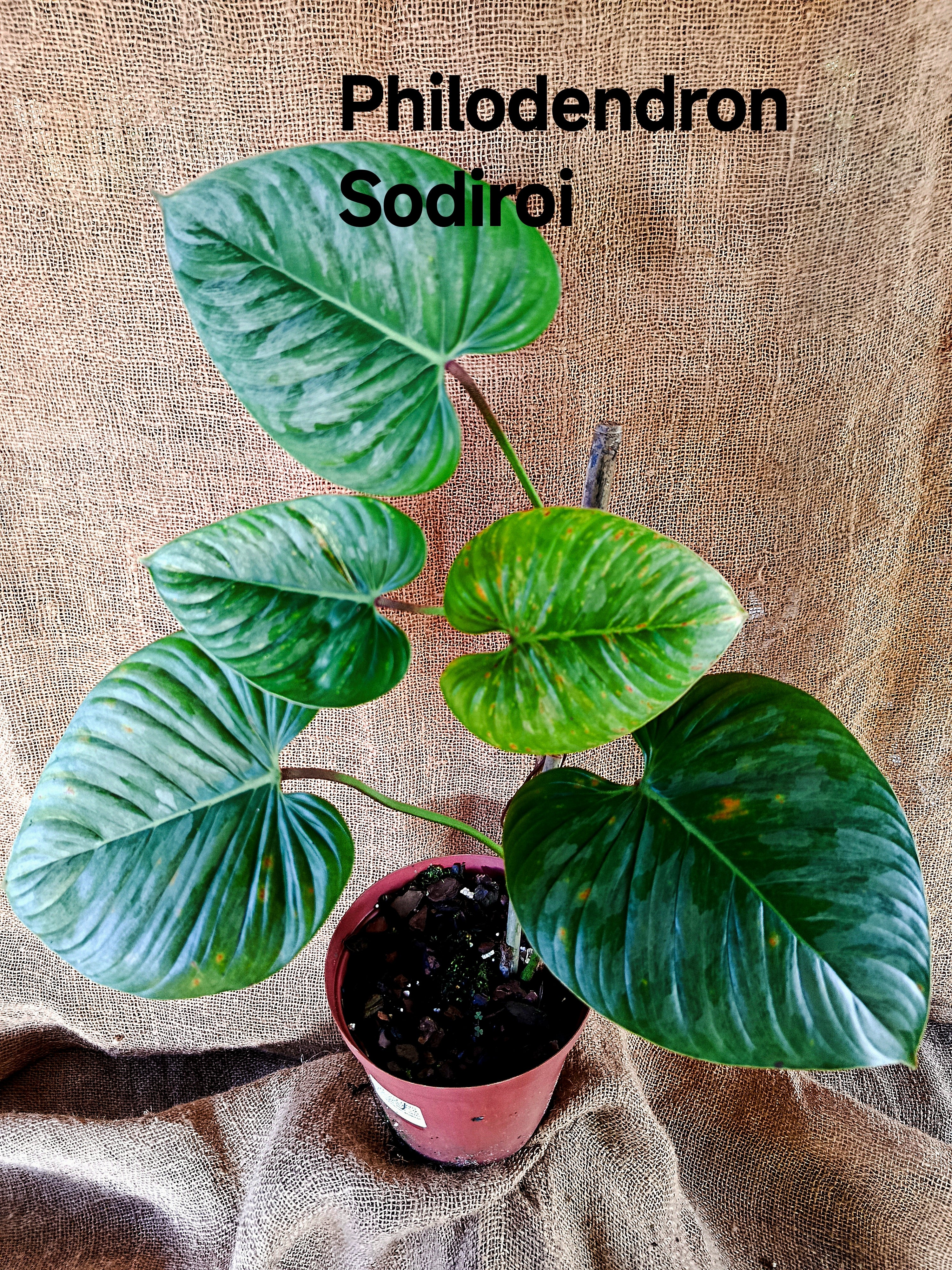 Philodendron sodiroi