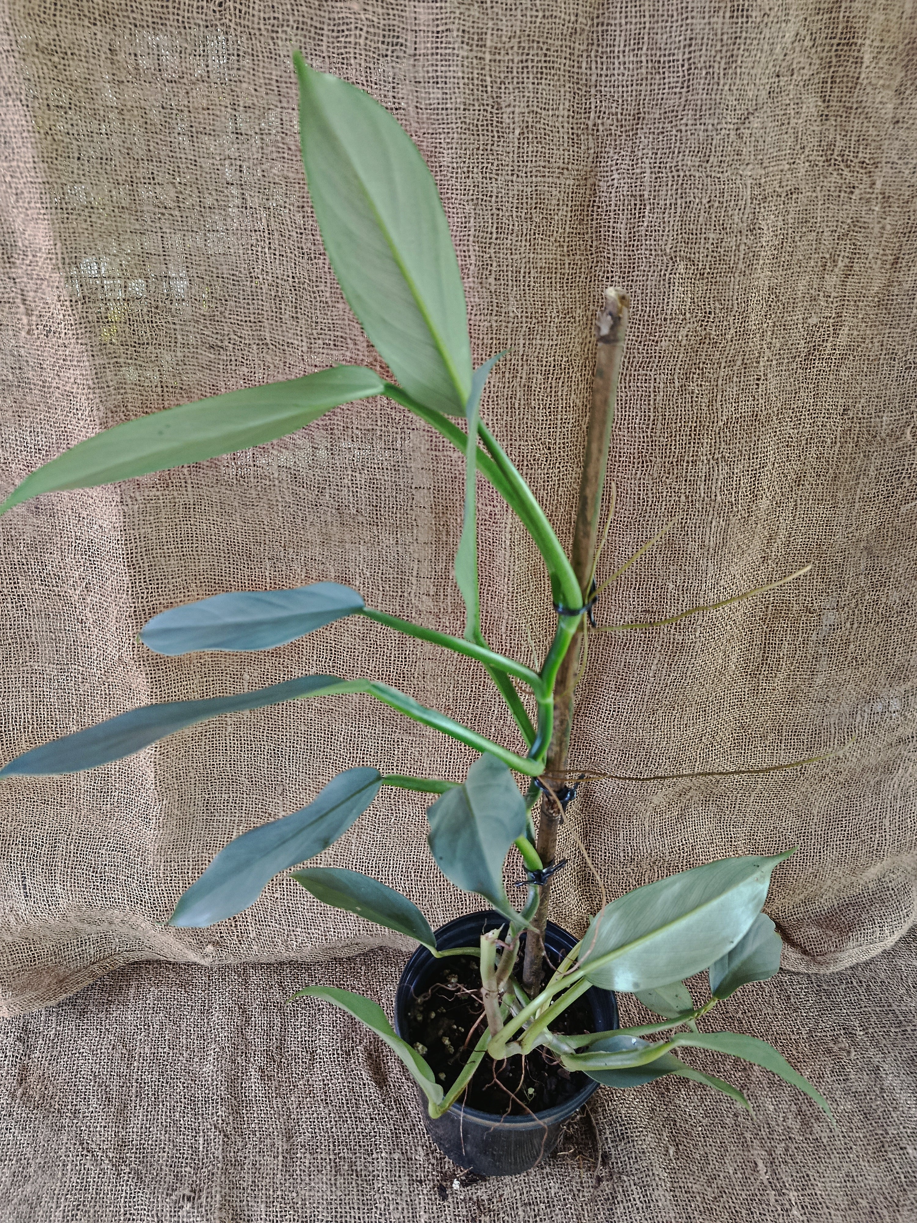 Philodendron hastatum