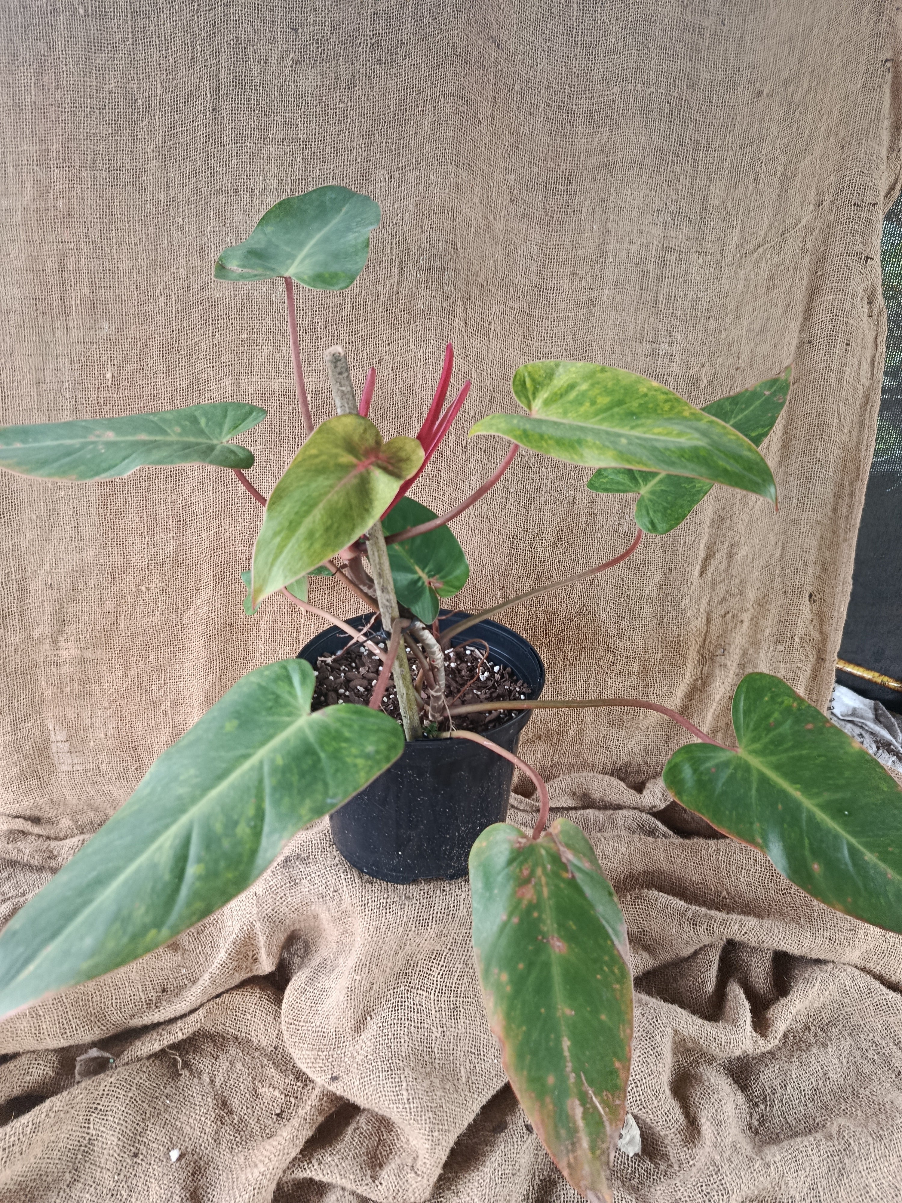 Philodendron painted lady