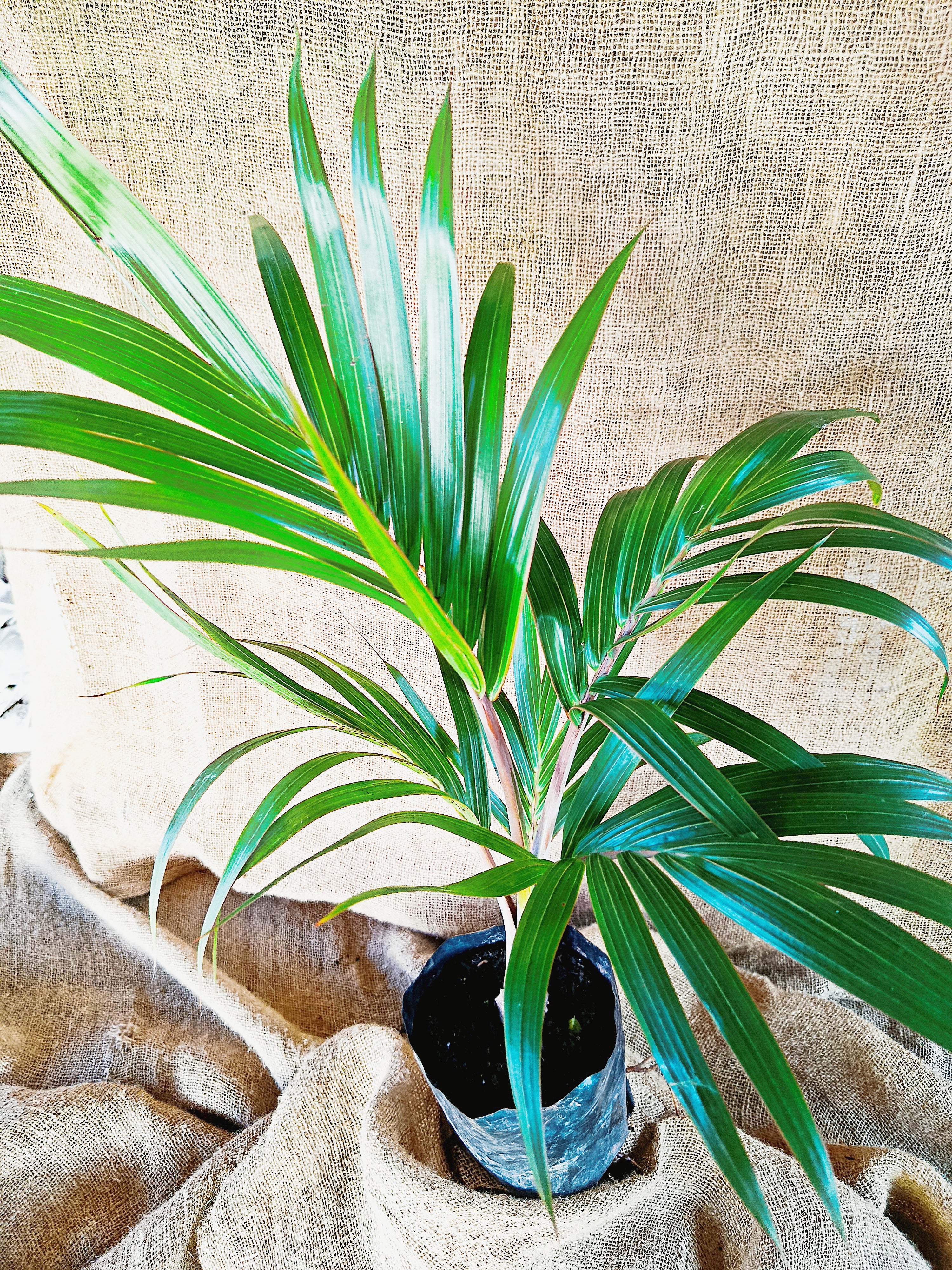 Hyophorbe lagenicaulis (Bottle Palm)
