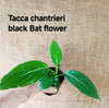 Black Bat Flower (Tacca chantrieri)