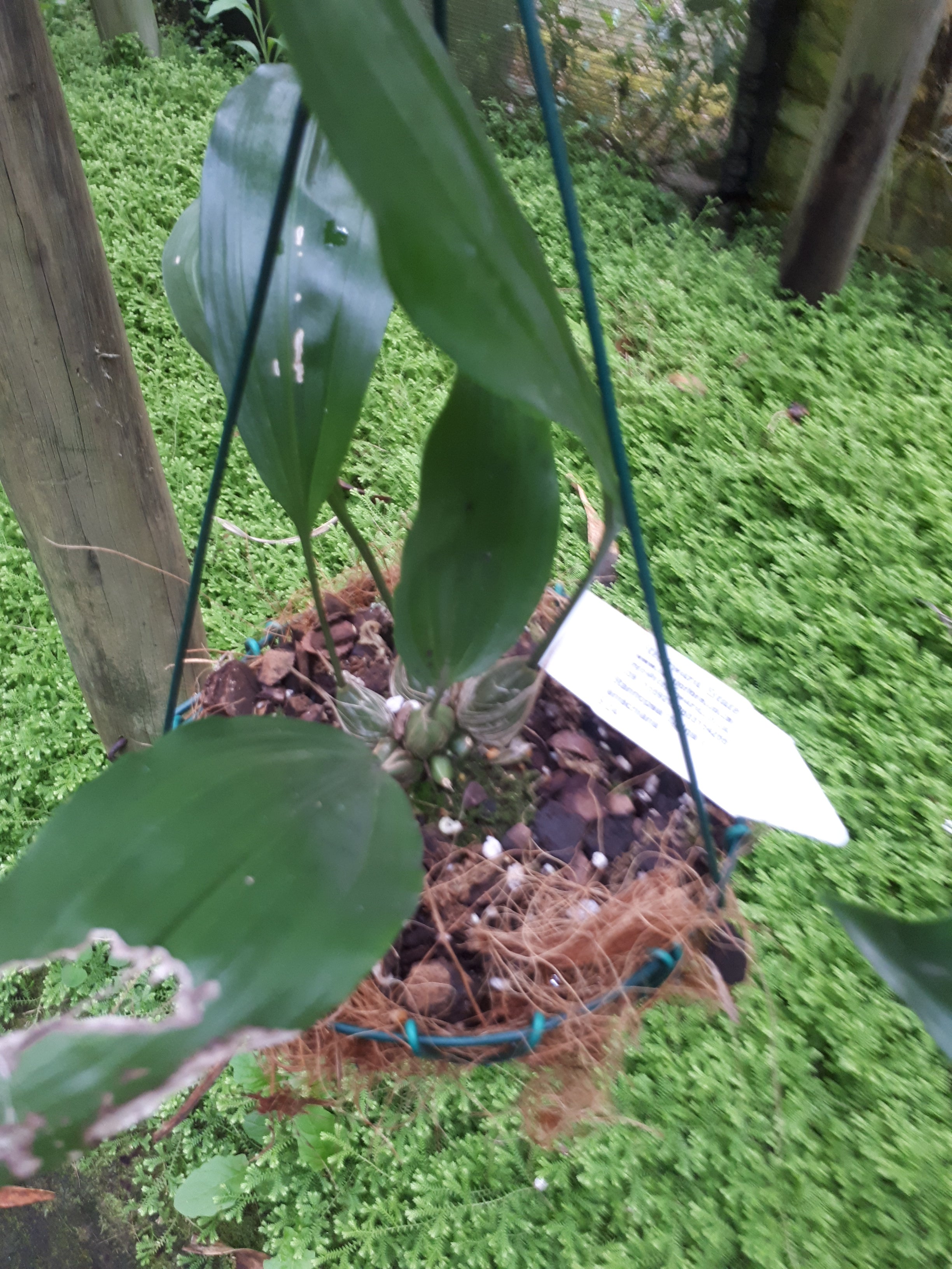 Stanhopea tigrina