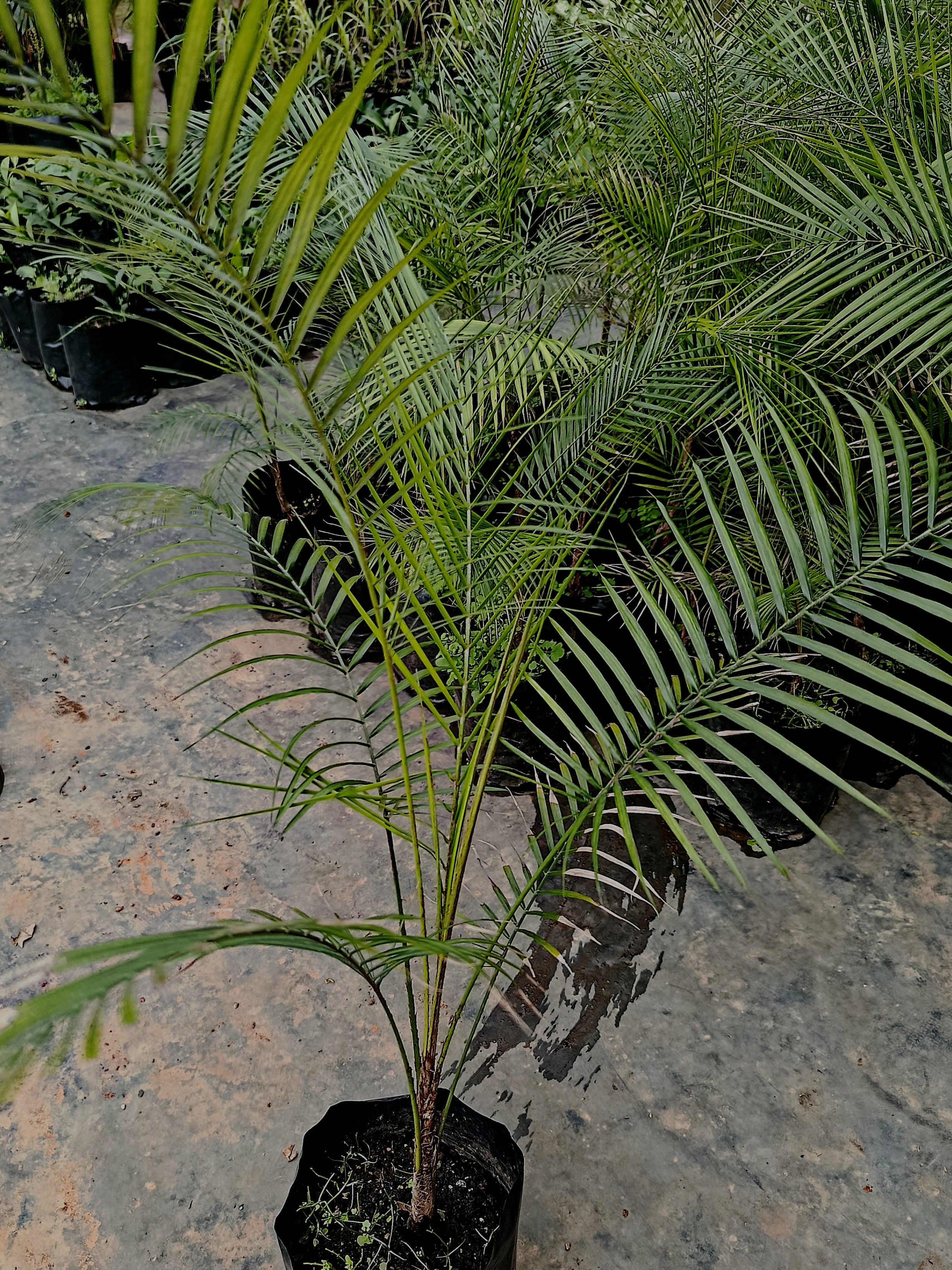 weddelliana palm