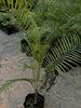 weddelliana palm