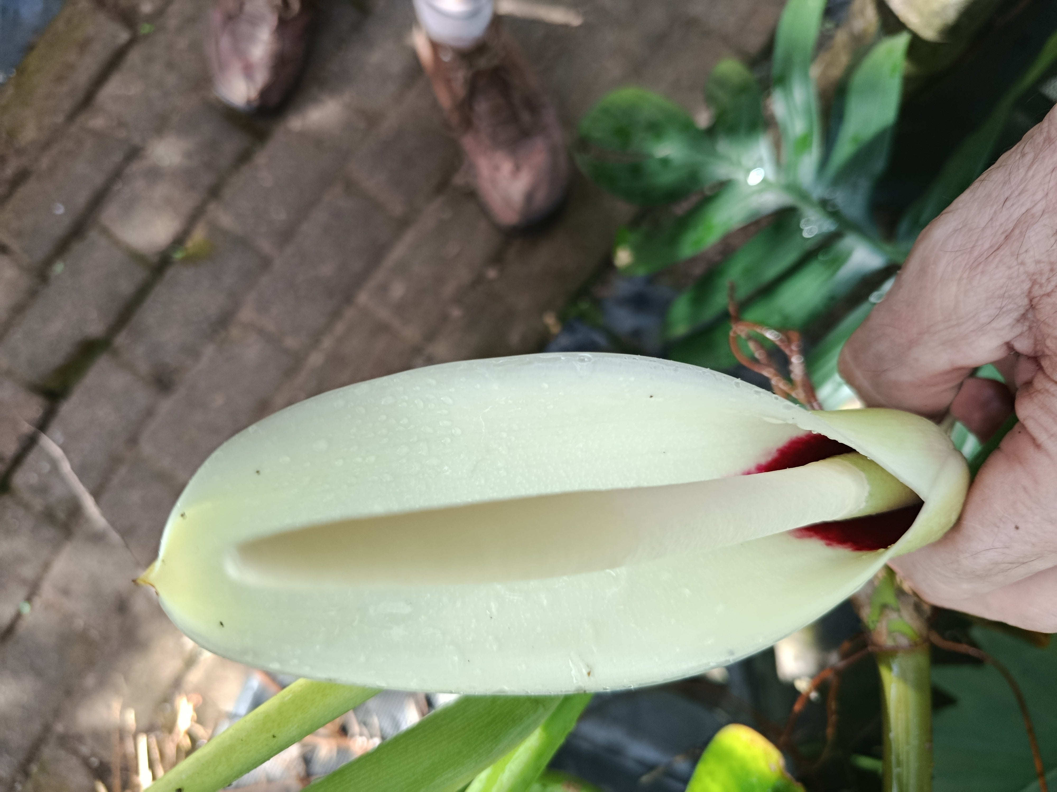 philodendron bannoniae philodendron bannoniae – Exotic Flora
