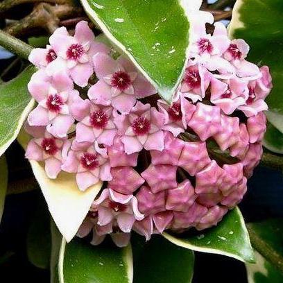 Hoya Tricolour