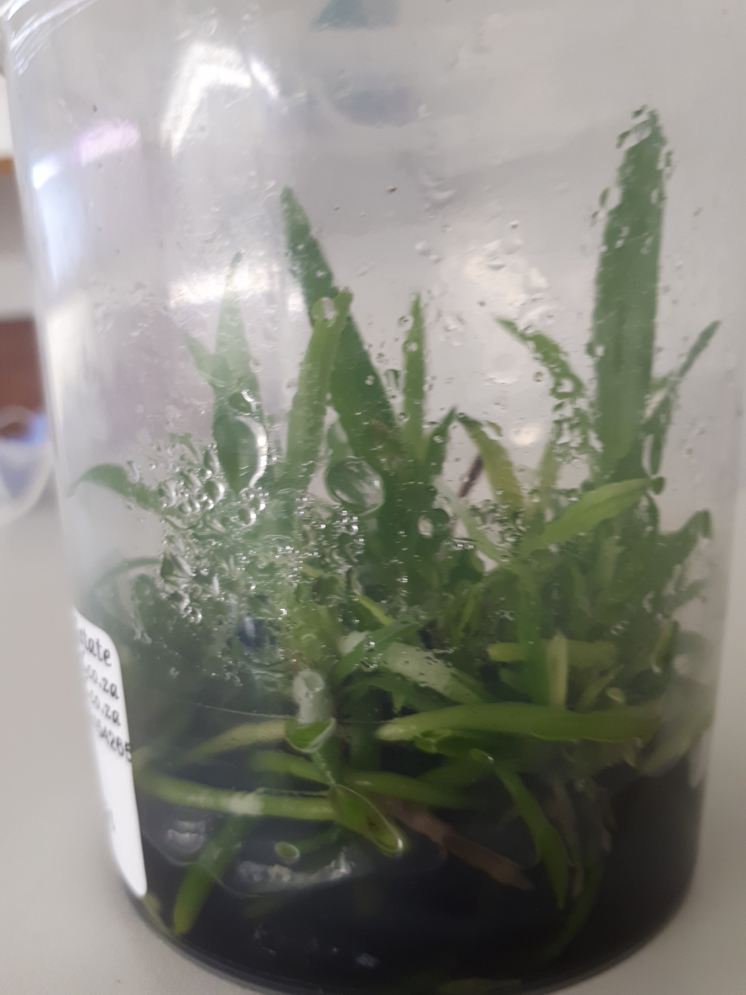 Coilostylis (Epidendrum) oerstedi