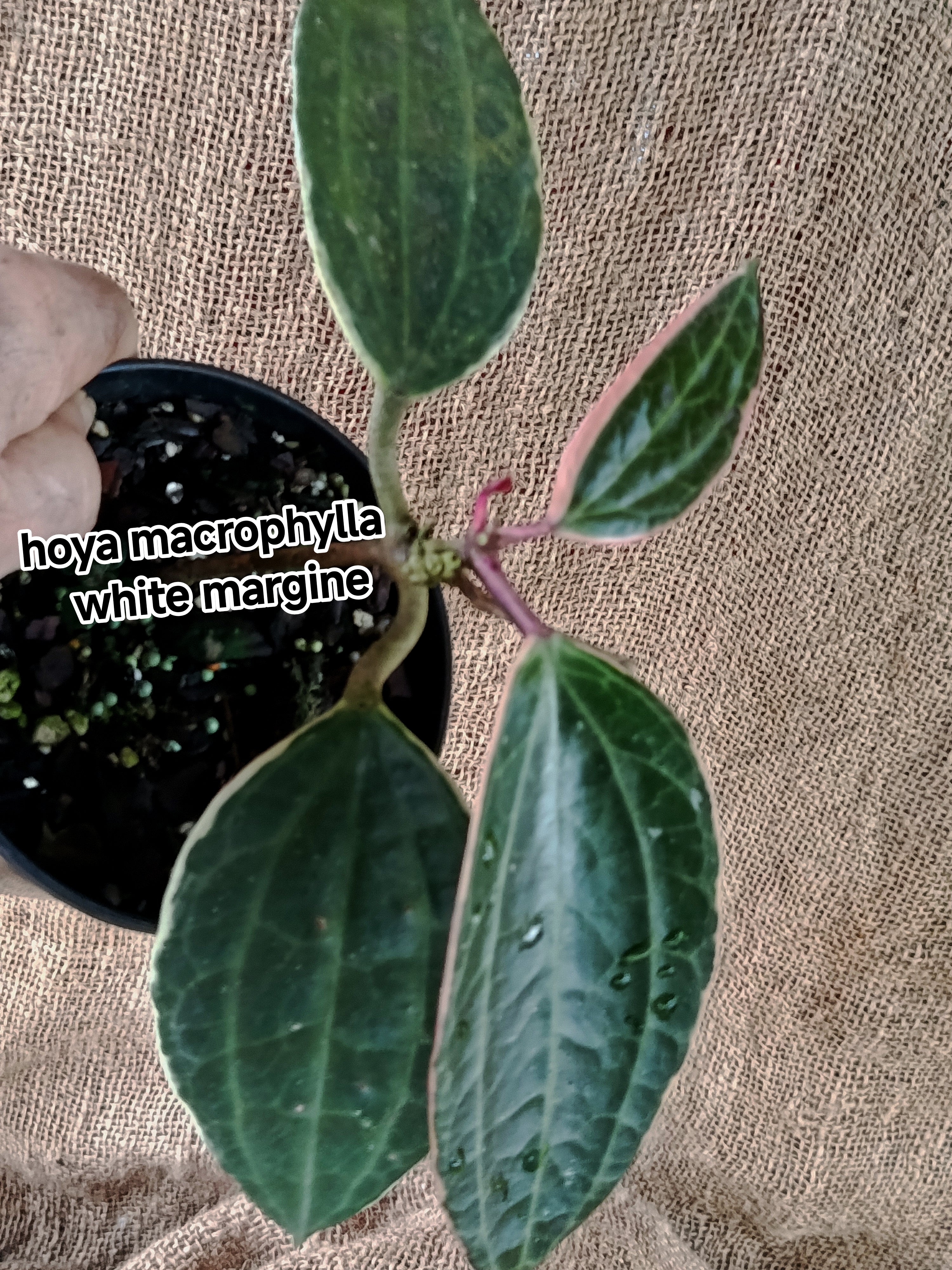 Hoya marophyii white margin