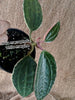 Hoya marophyii white margin