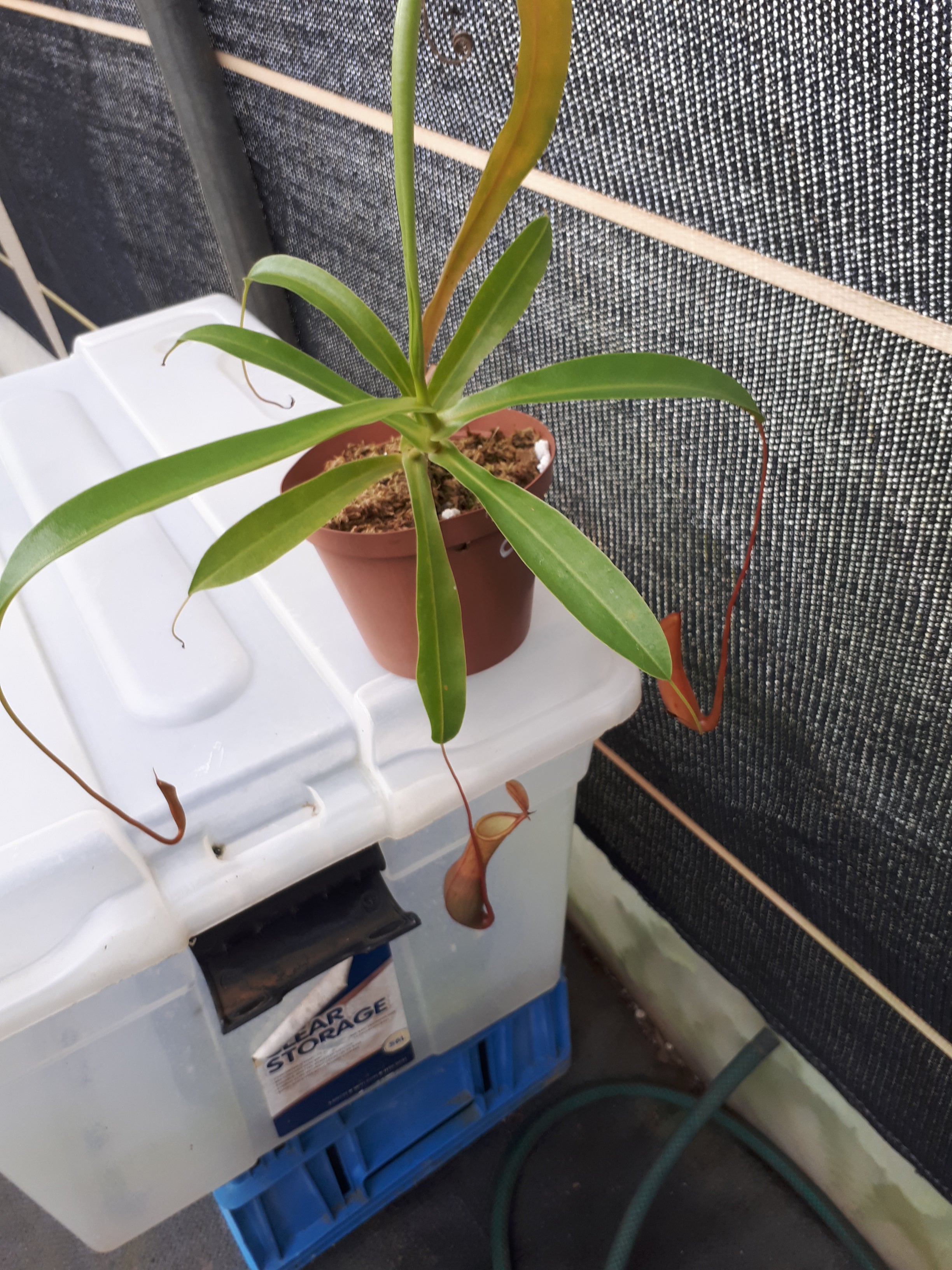 Nepenthes rooted top cutting item C