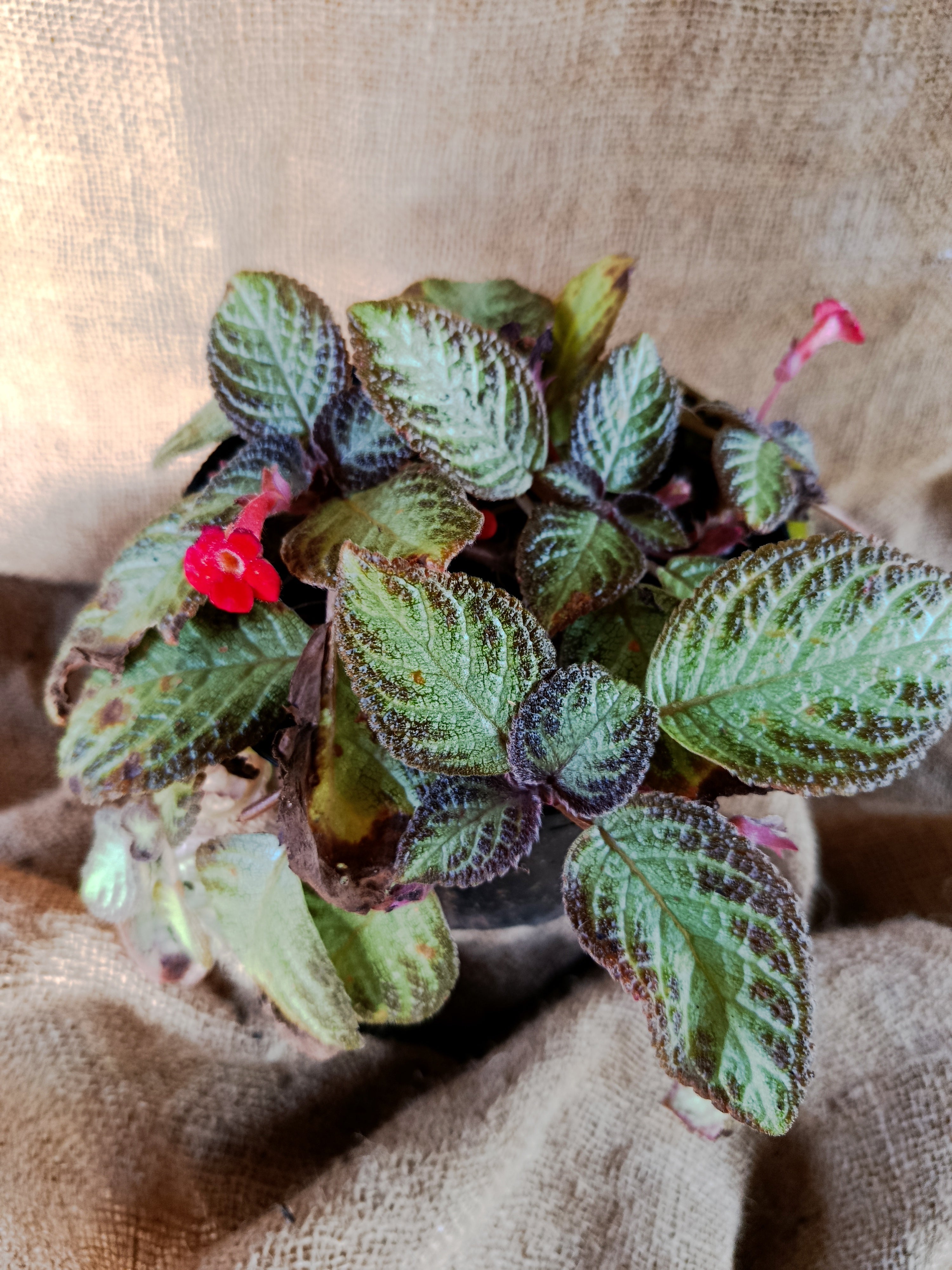Episcia cupreata