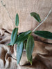 Hoya liagerum