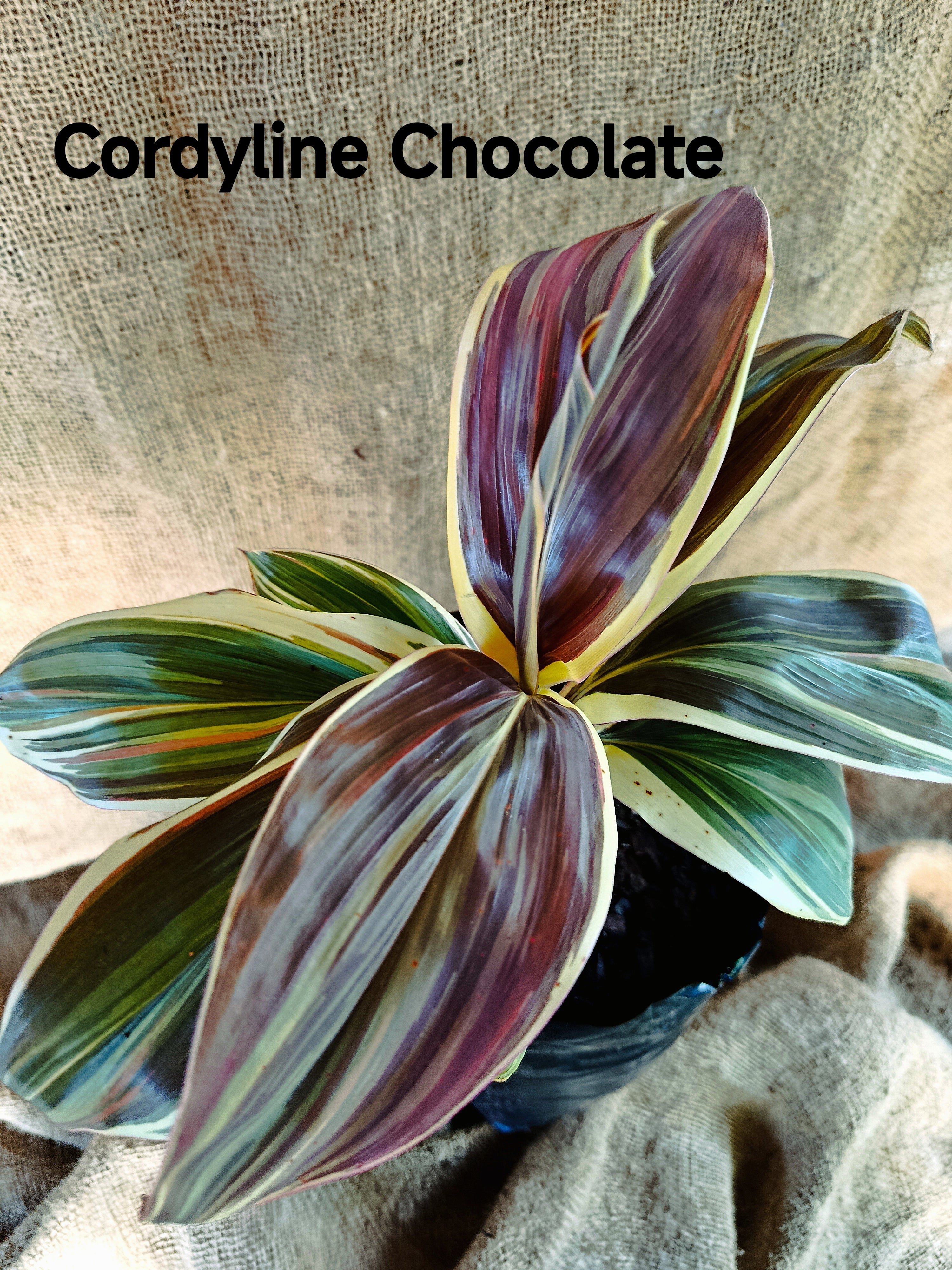 Cordyline 'Chocolate