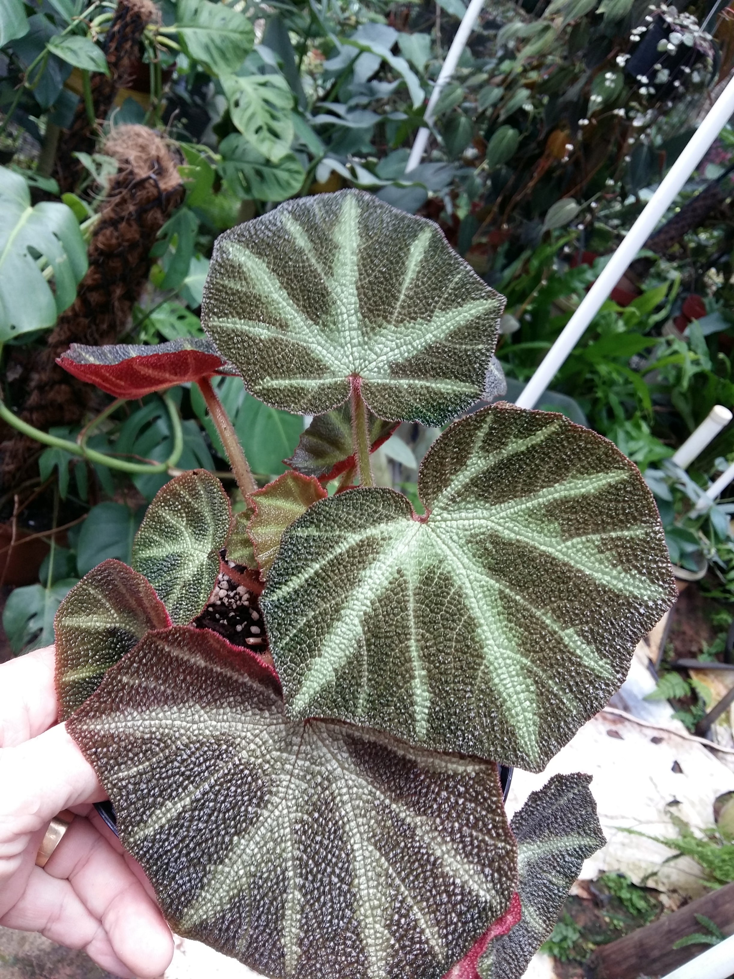 Begonia sol mutata (Sun changing begonia)