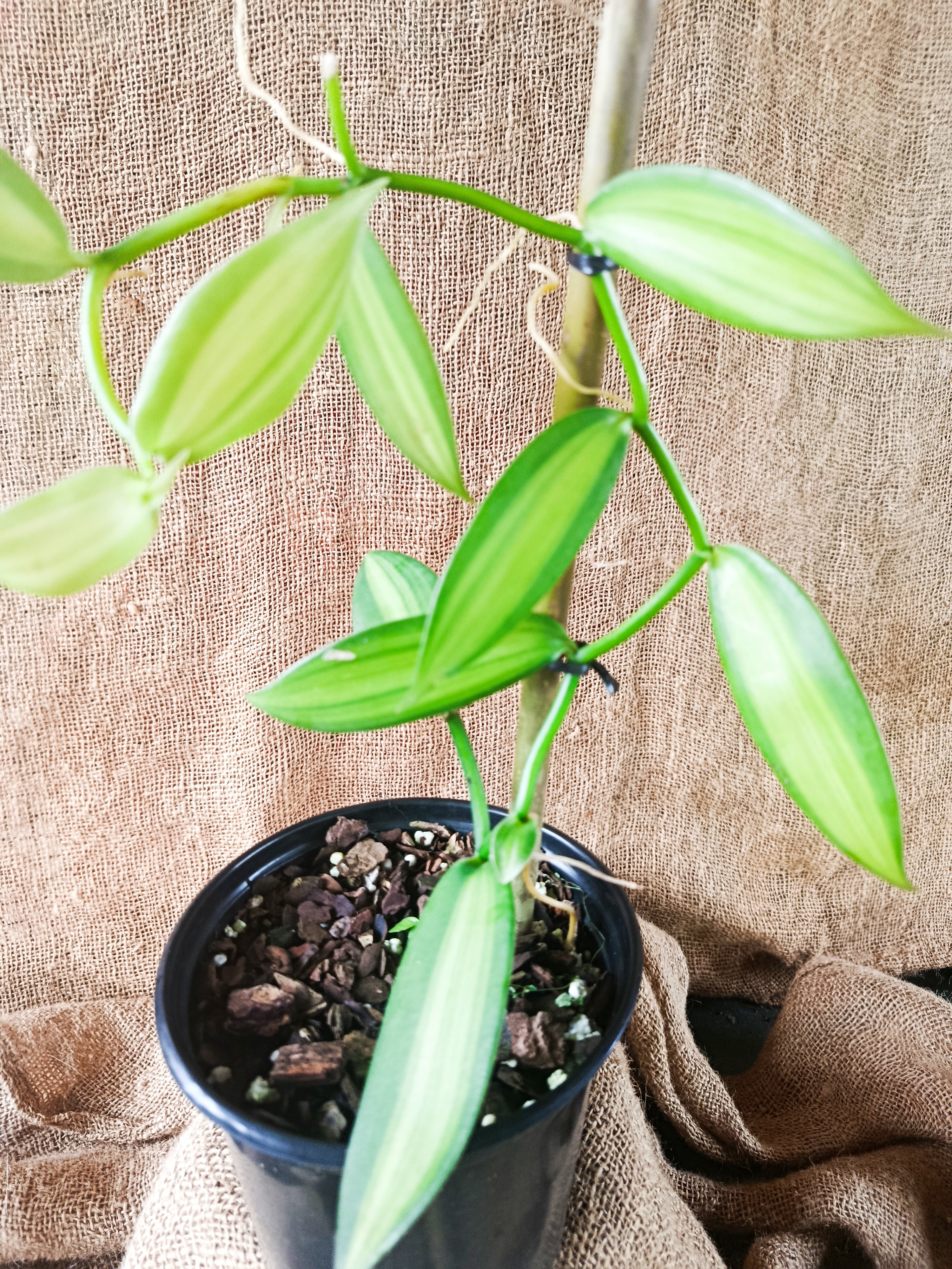Vanilla planifolia Variegata
