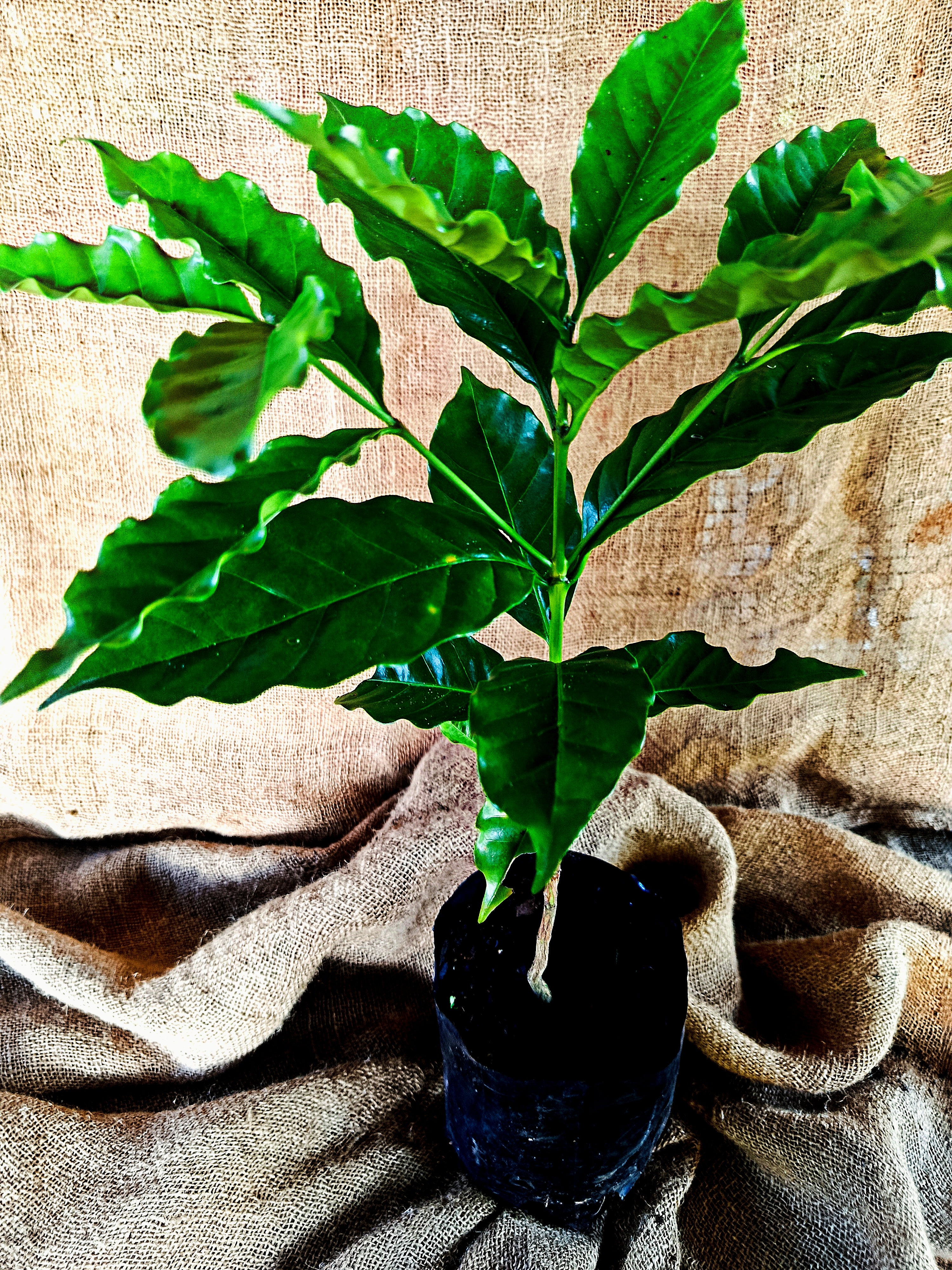 Coffea arabica