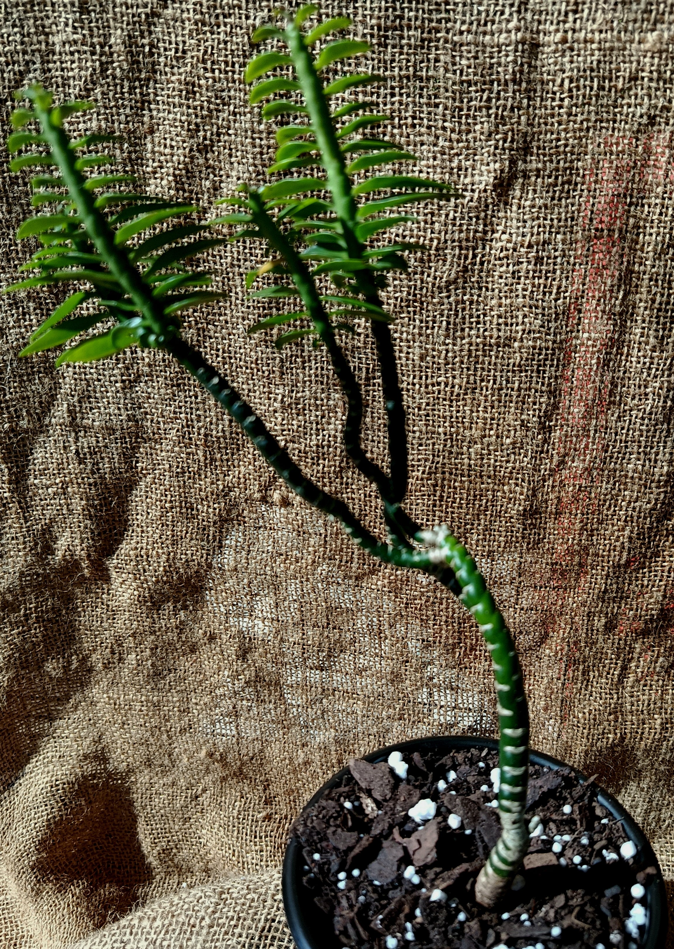 Tithymaloides pedilanthus