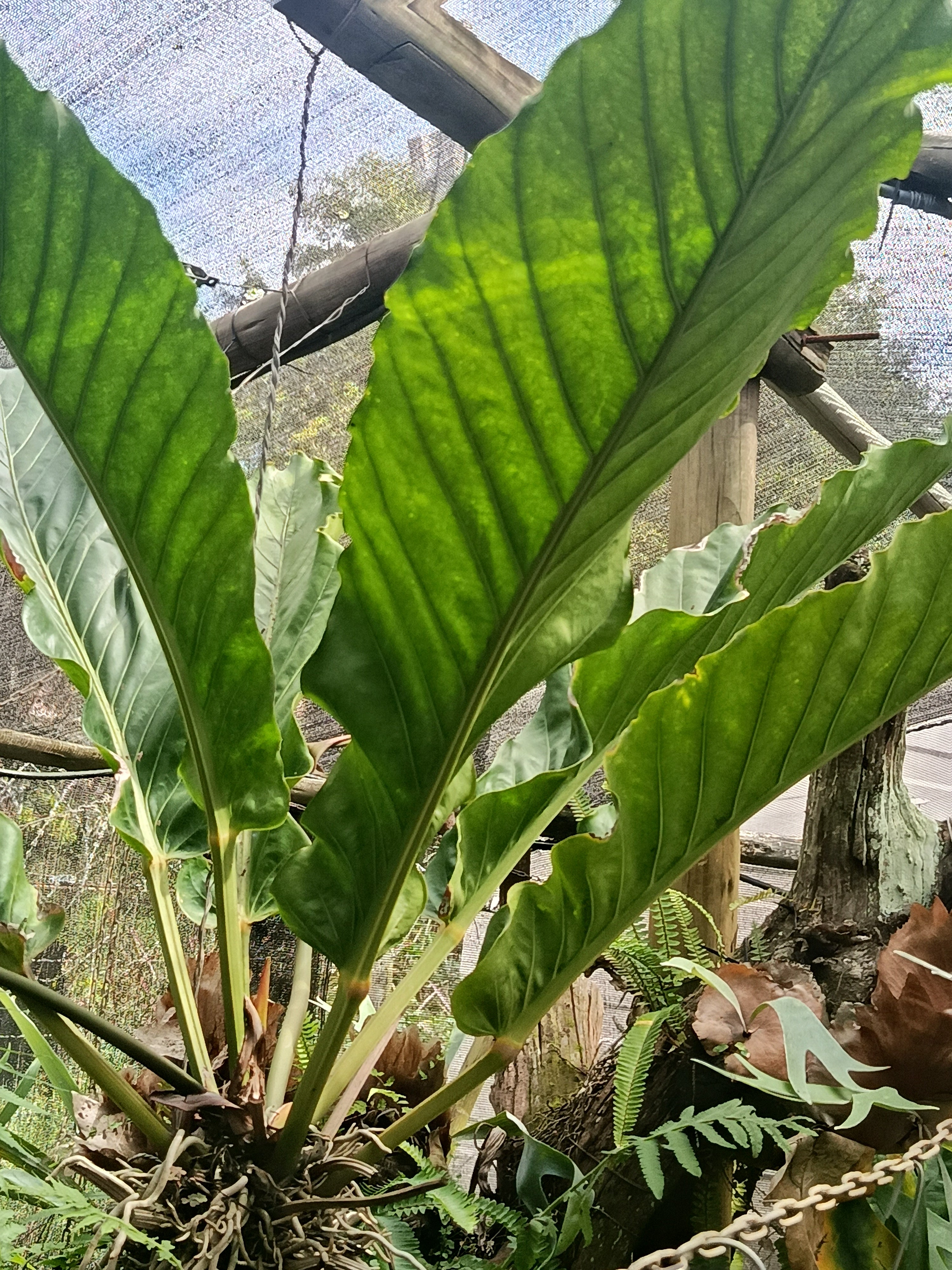 anthurium plowmanii for sale Anthurium plowmanii – Exotic Flora