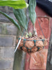 Stanhopea wardii