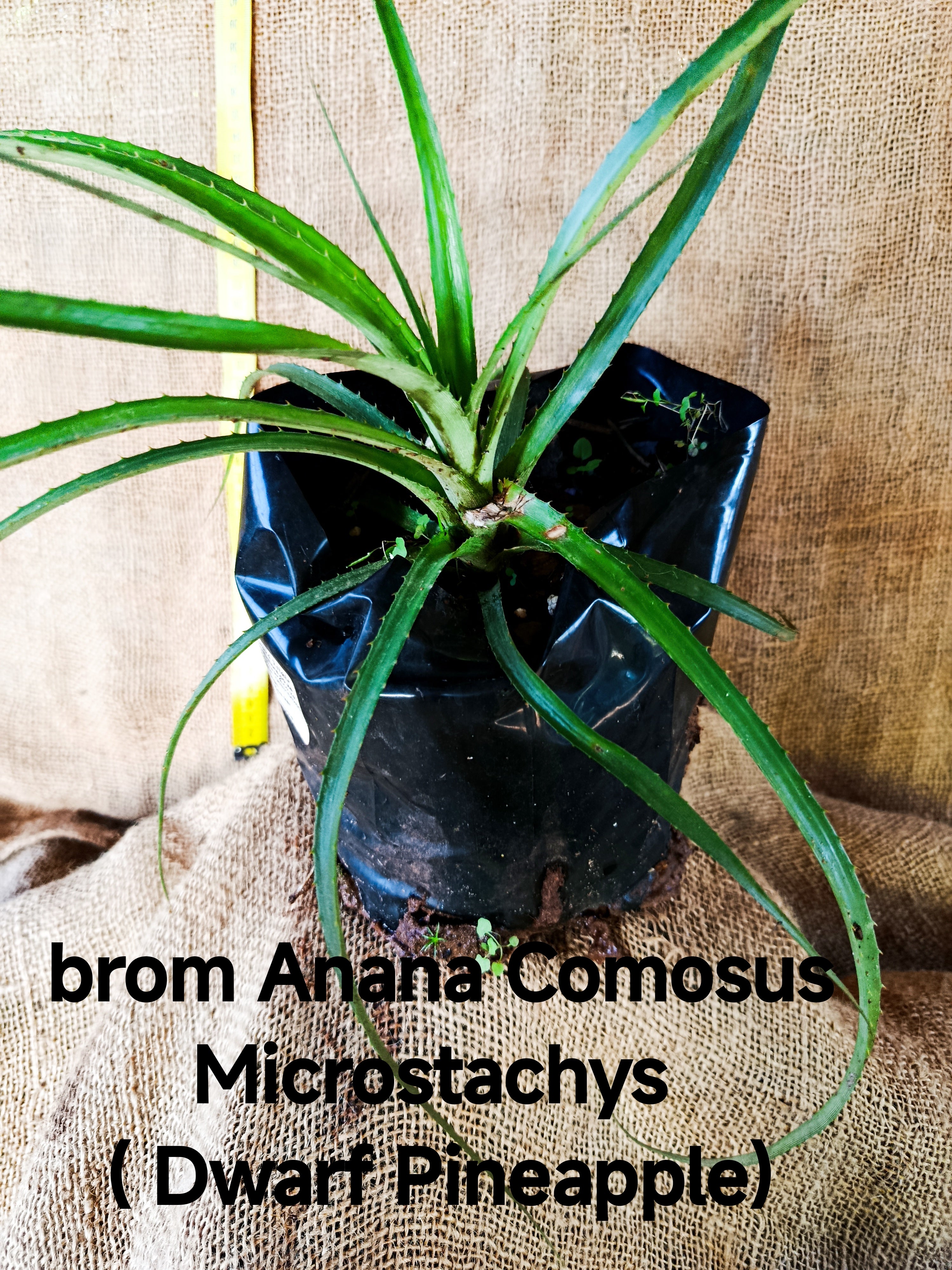Bromeliad Ananas comosus var. microstachys (Dwarf Pineapple)