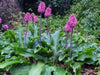 Veltheimia Dark Pink