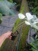 Alocasia macrorrhiza Variegata