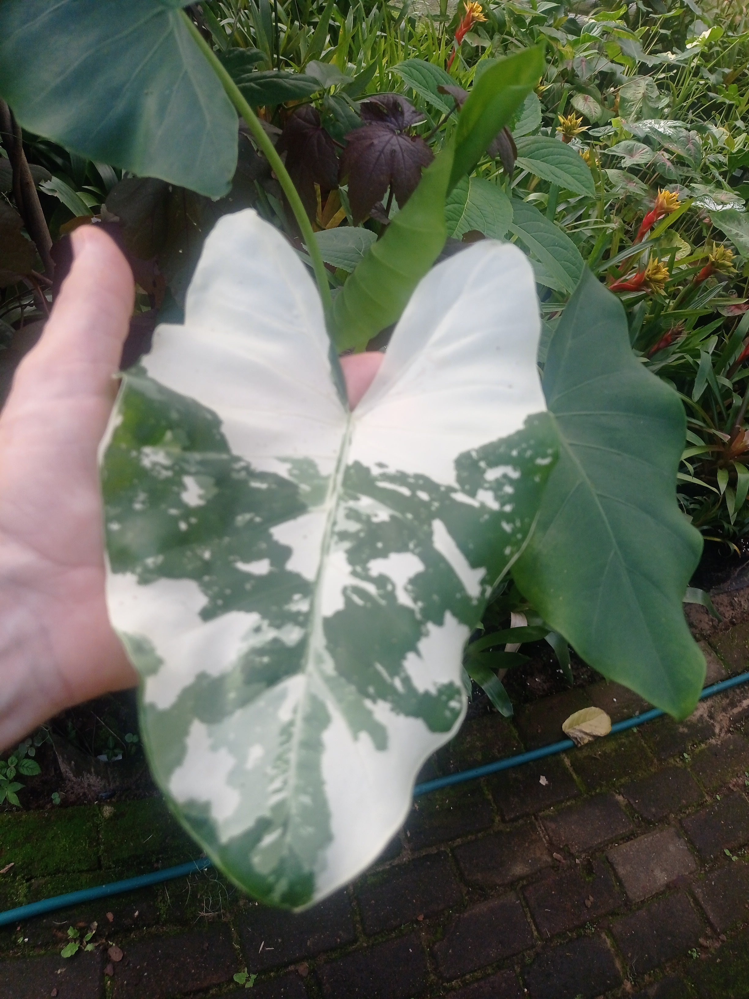 Alocasia macrorrhiza Variegata