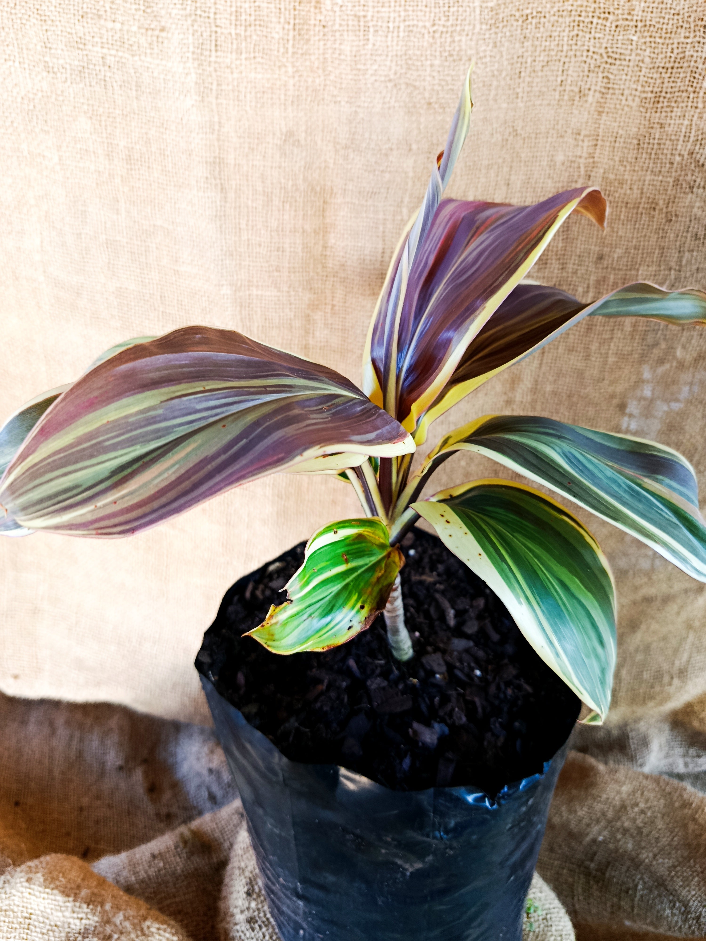 Cordyline 'Chocolate