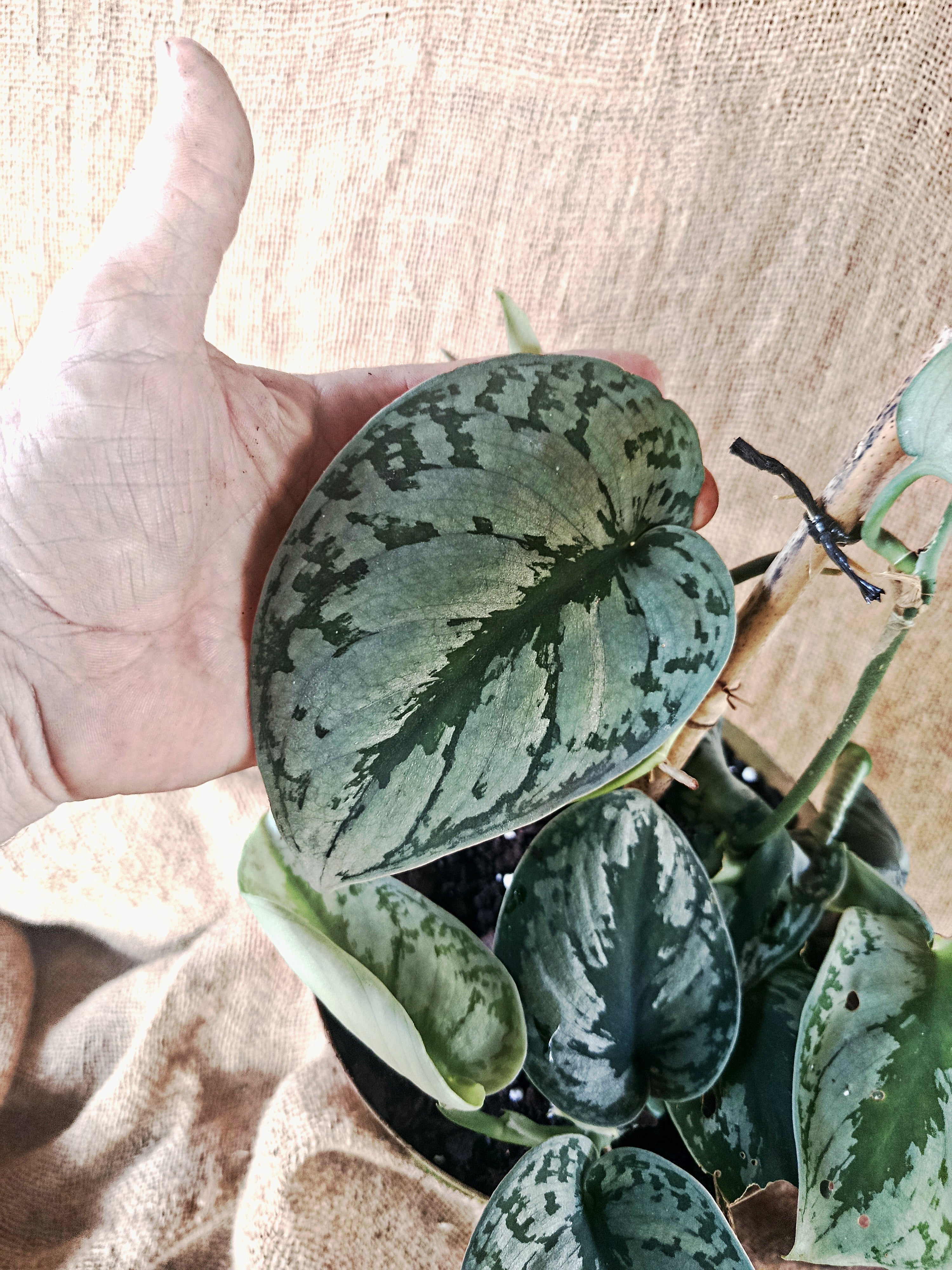 Scindapsus pictus