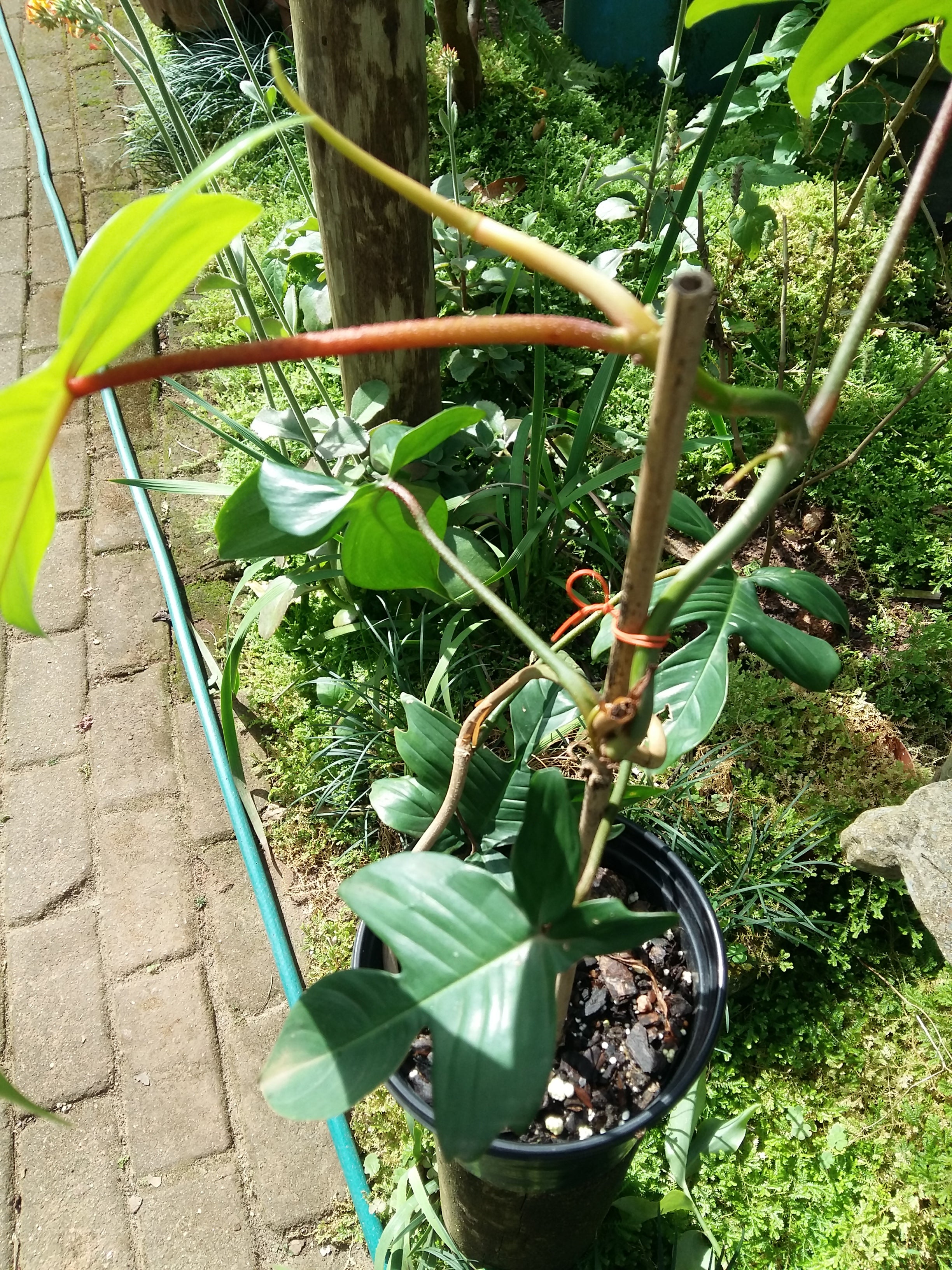 Philodendron Florida Beauty