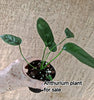 Anthurium Coriaceum