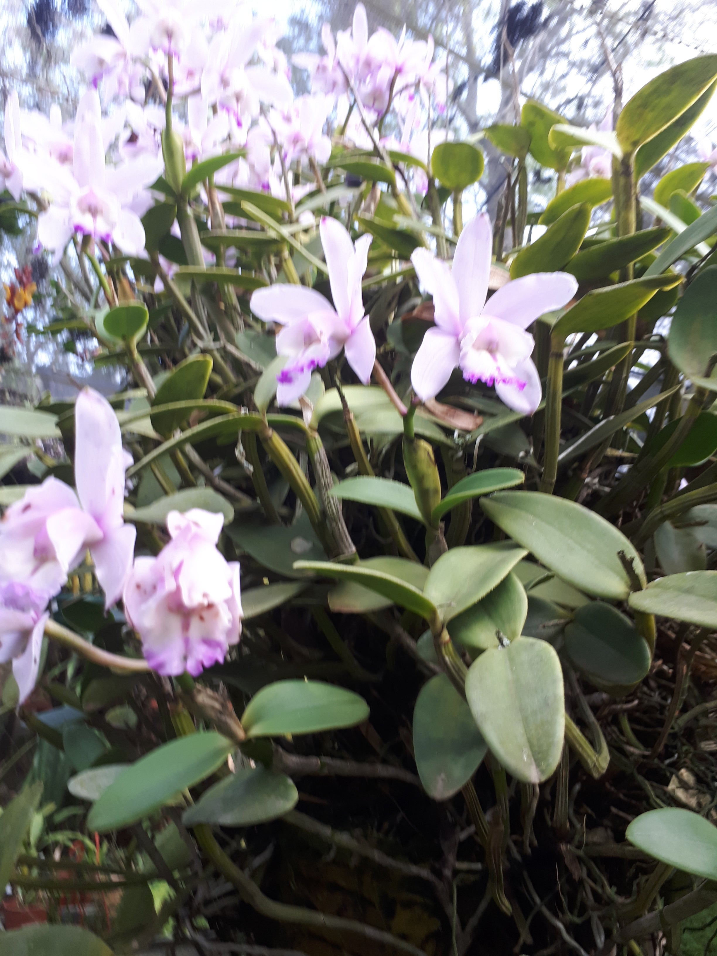 Cattleya intermediate