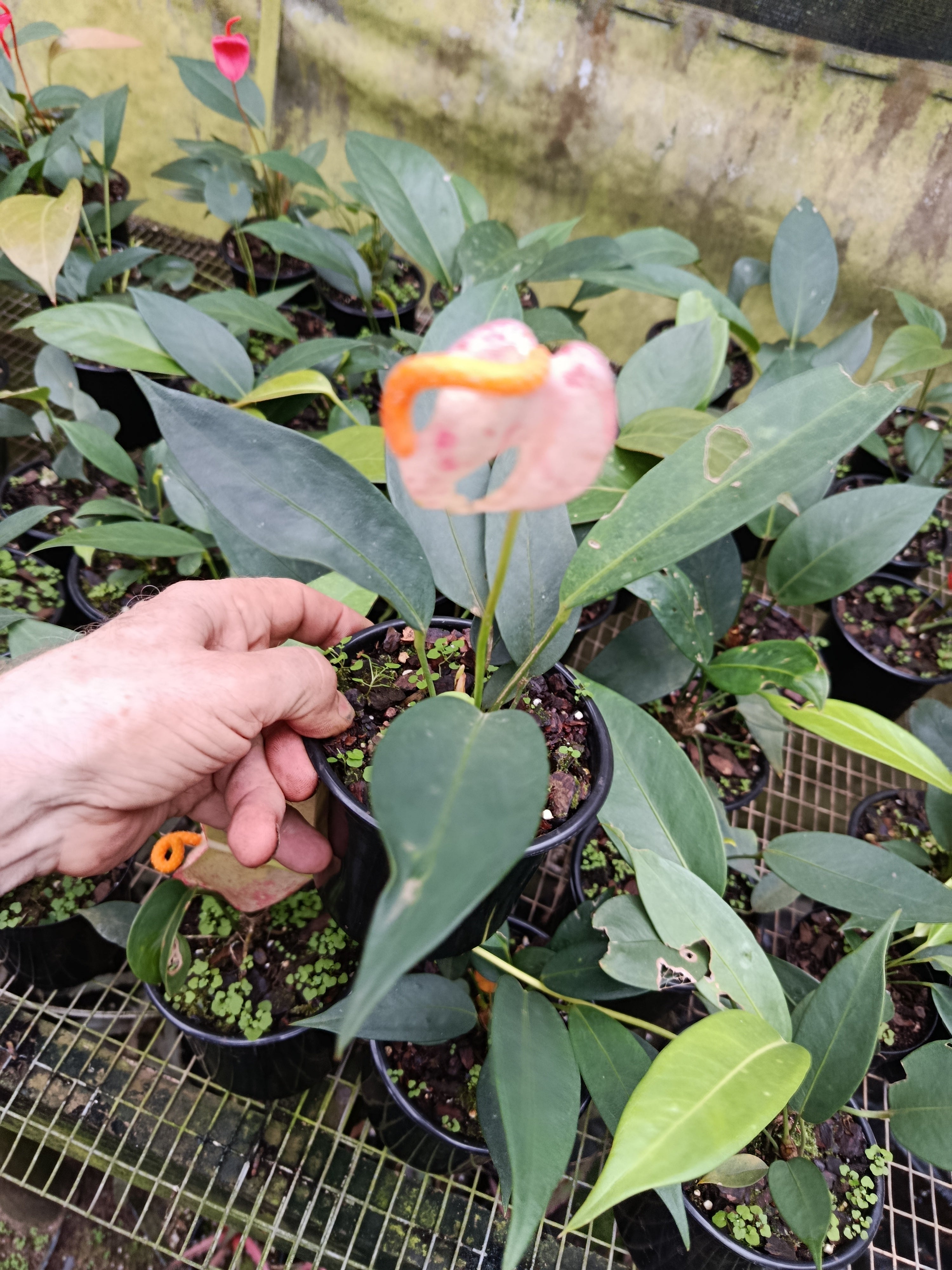 Anthurium pigtail marble chip