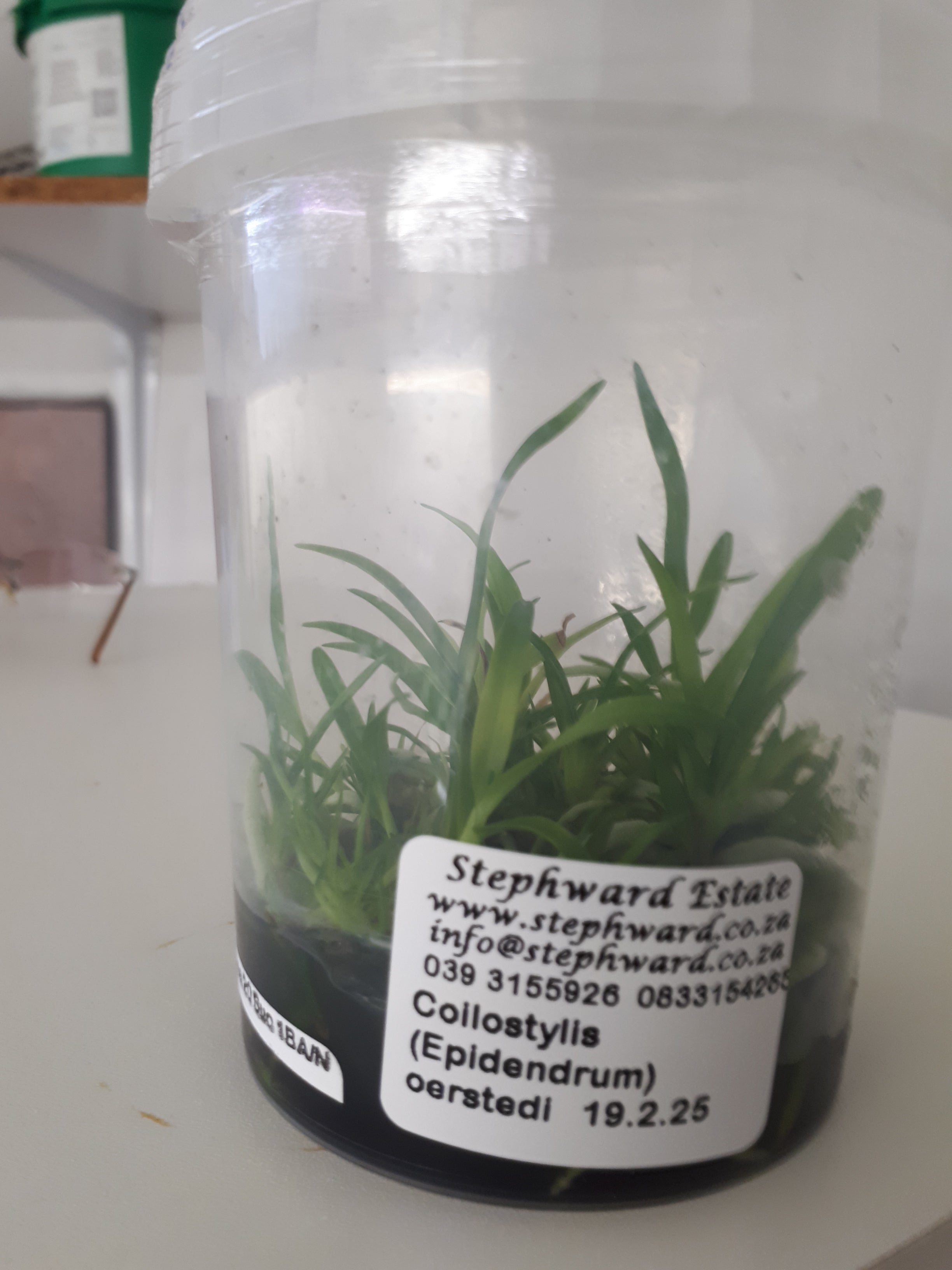 Coilostylis (Epidendrum) oerstedi