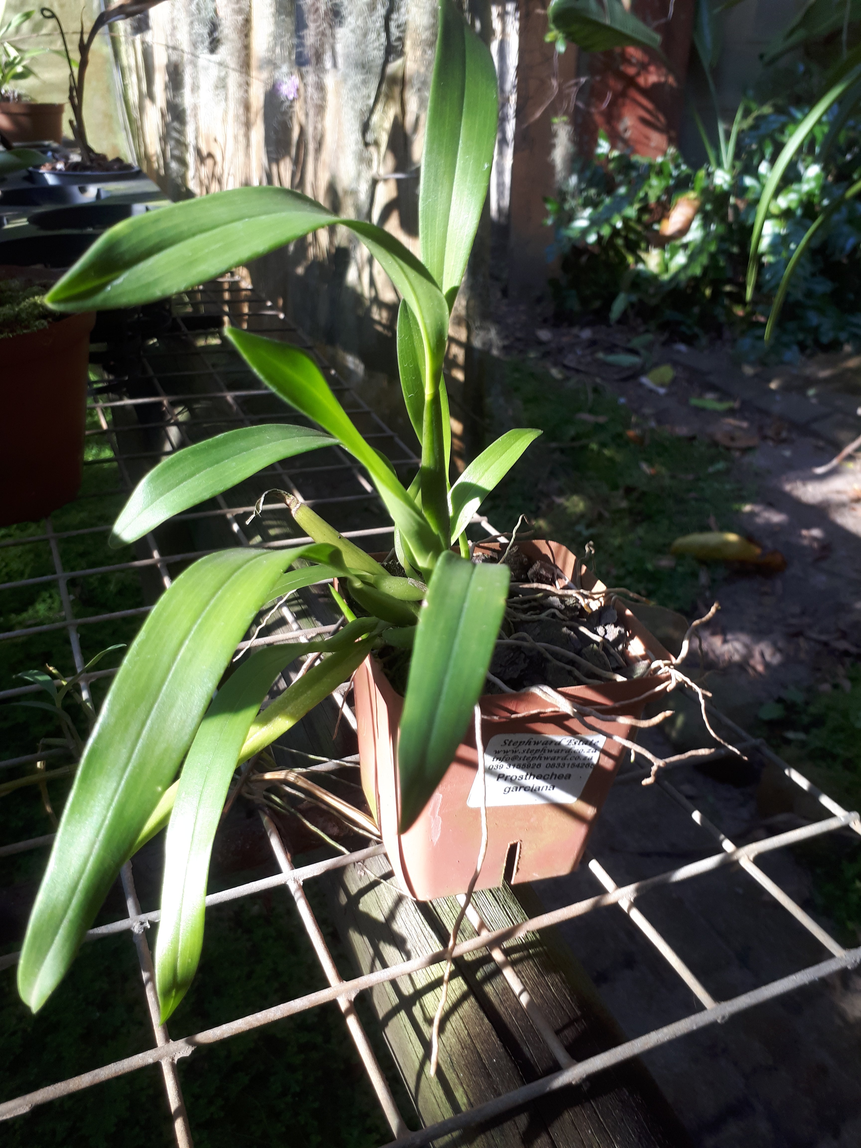 Prosthechea garciana