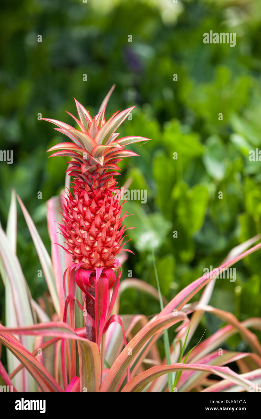 Bromeliad Pink Pineapple Annas bracteatus