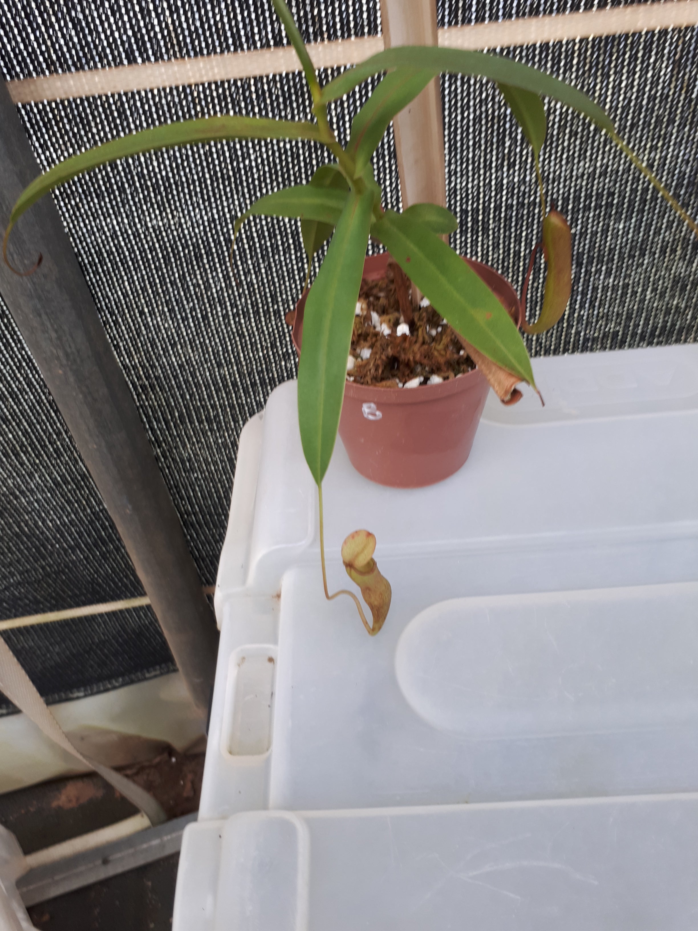 Nepenthes rooted top cutting item B