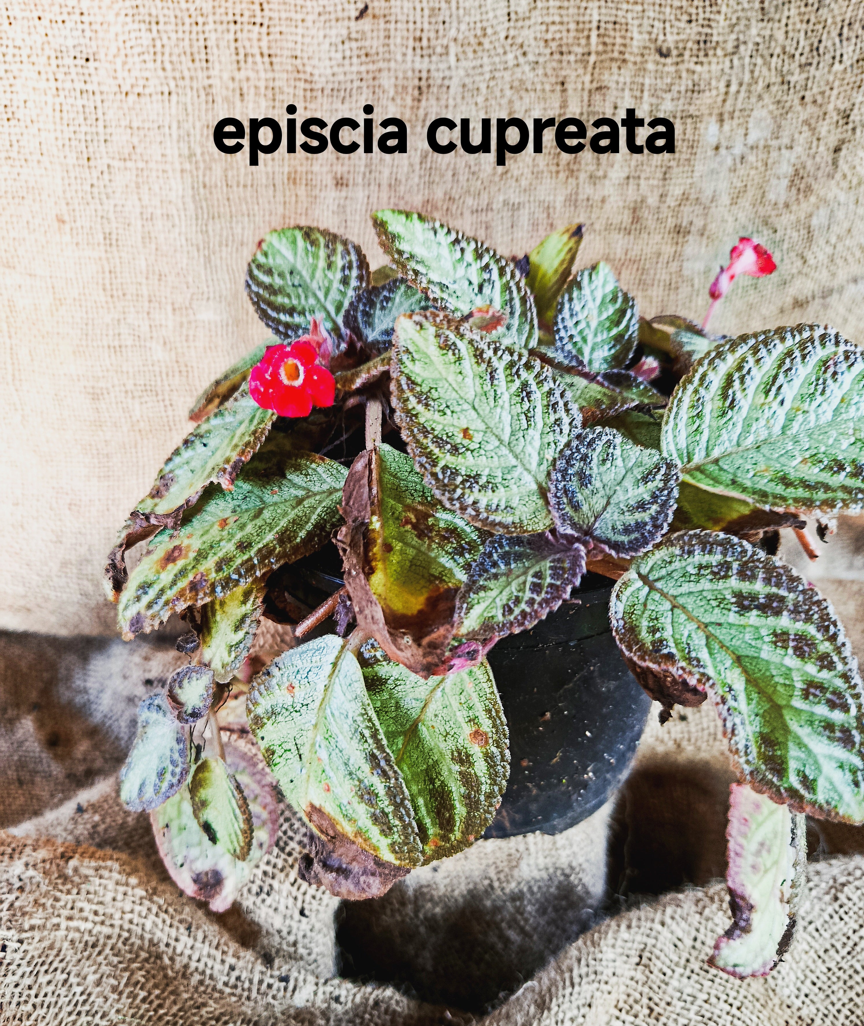 Episcia cupreata