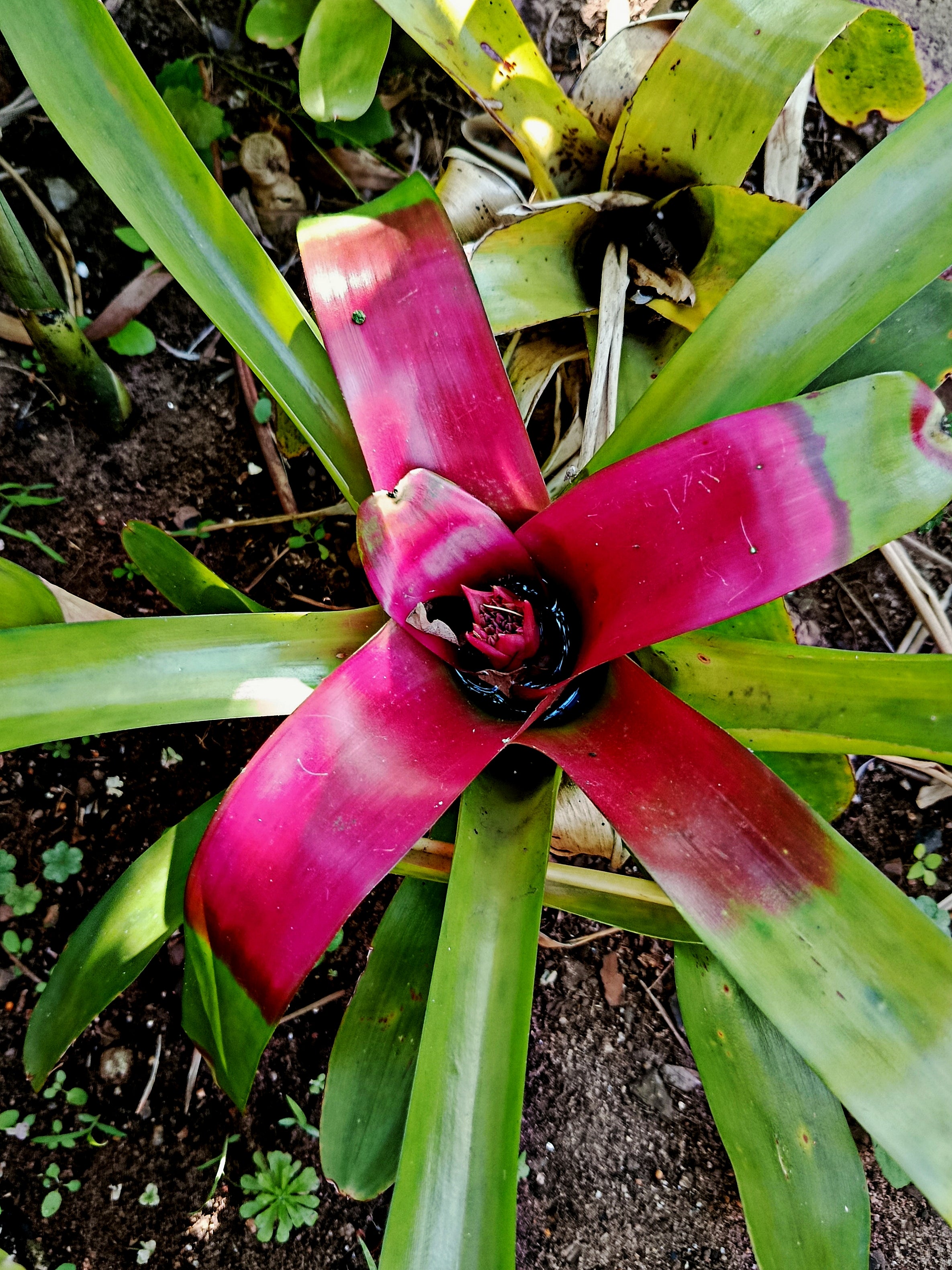Bromeliad Neoregelia Compacta