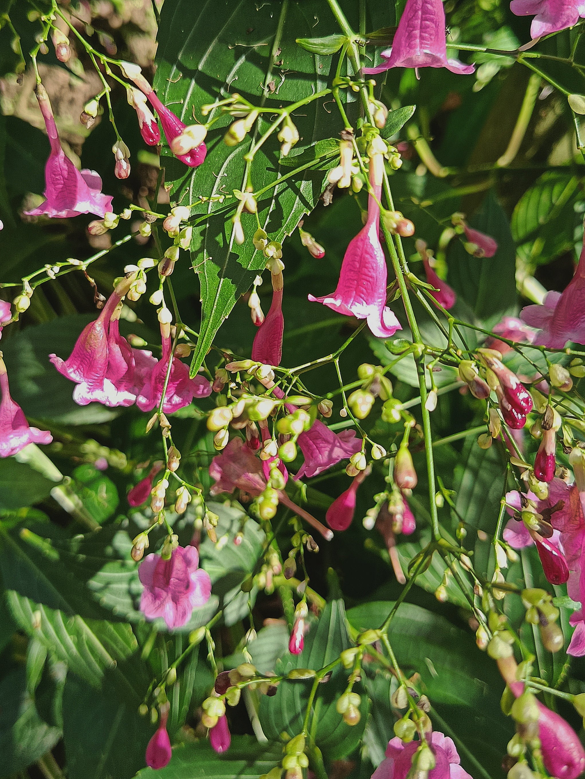 Strobilanthes hamiltoniana Tinkerbells