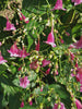 Strobilanthes hamiltoniana Tinkerbells