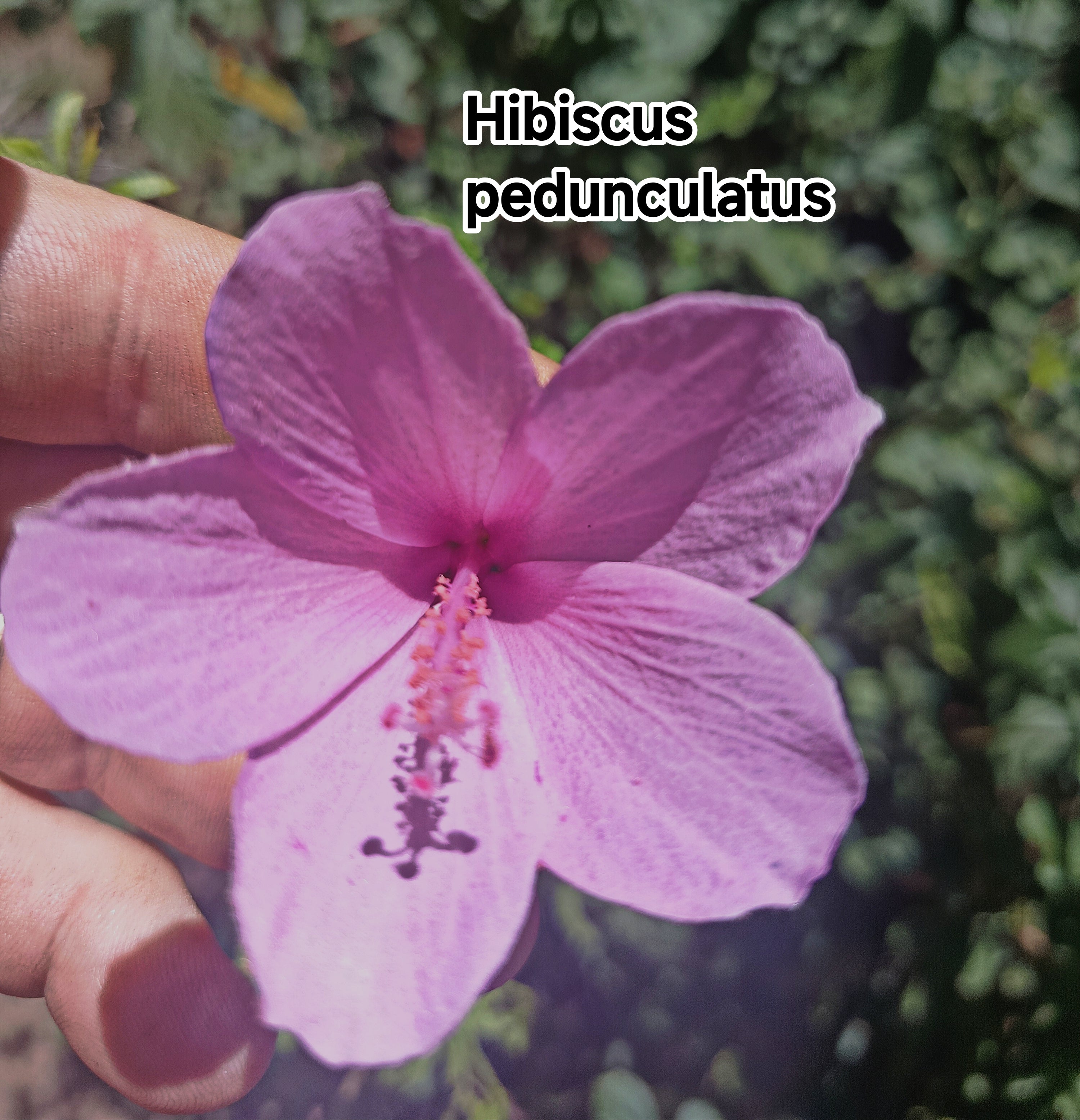 Hibiscus pedunculatus