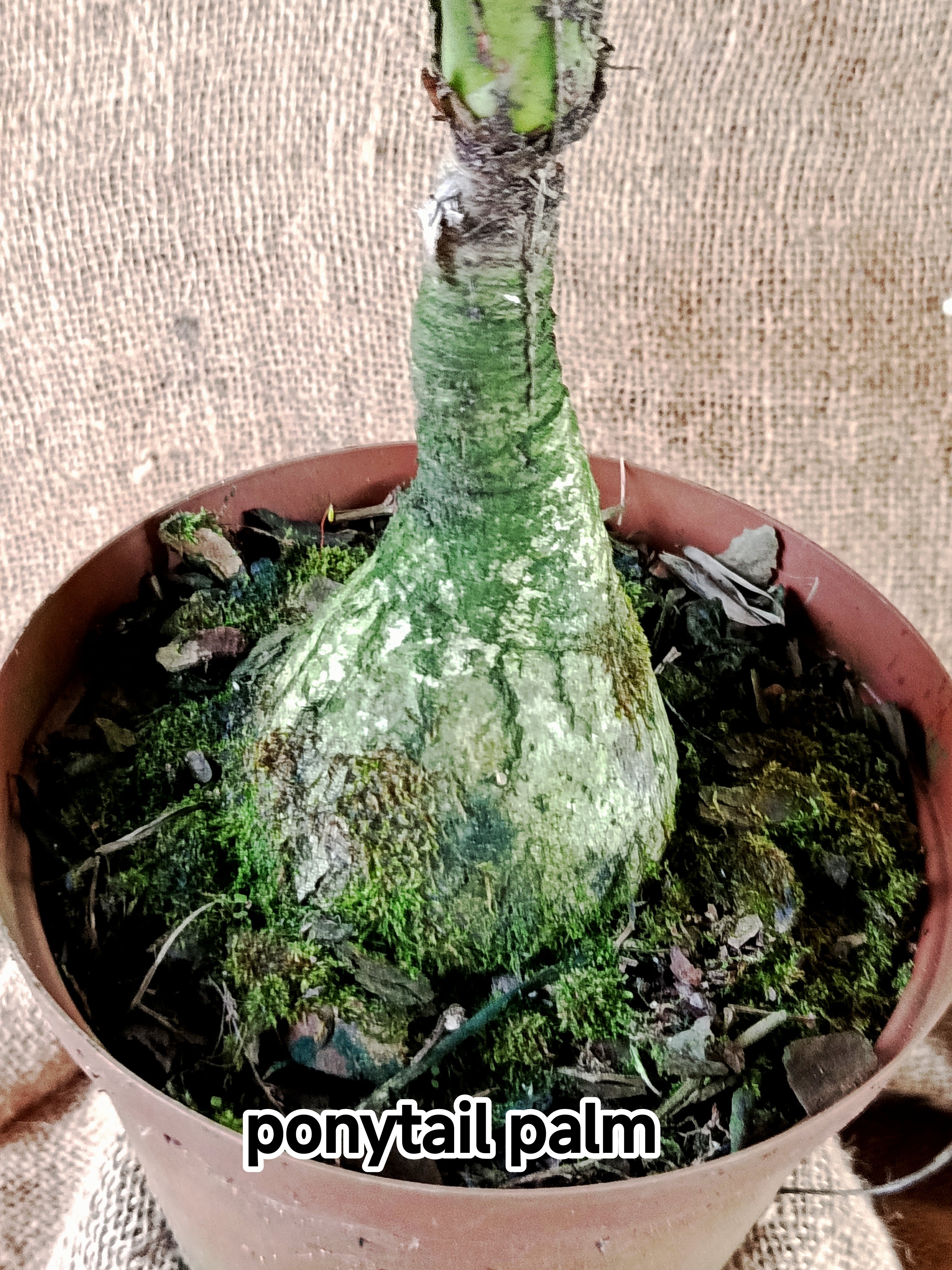 Beaucarnea ‘Pony Tail