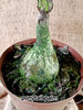 Beaucarnea ‘Pony Tail