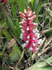 Bromeliad (Match Stick) Aechmea gamosepala Orange & Lime Green x2
