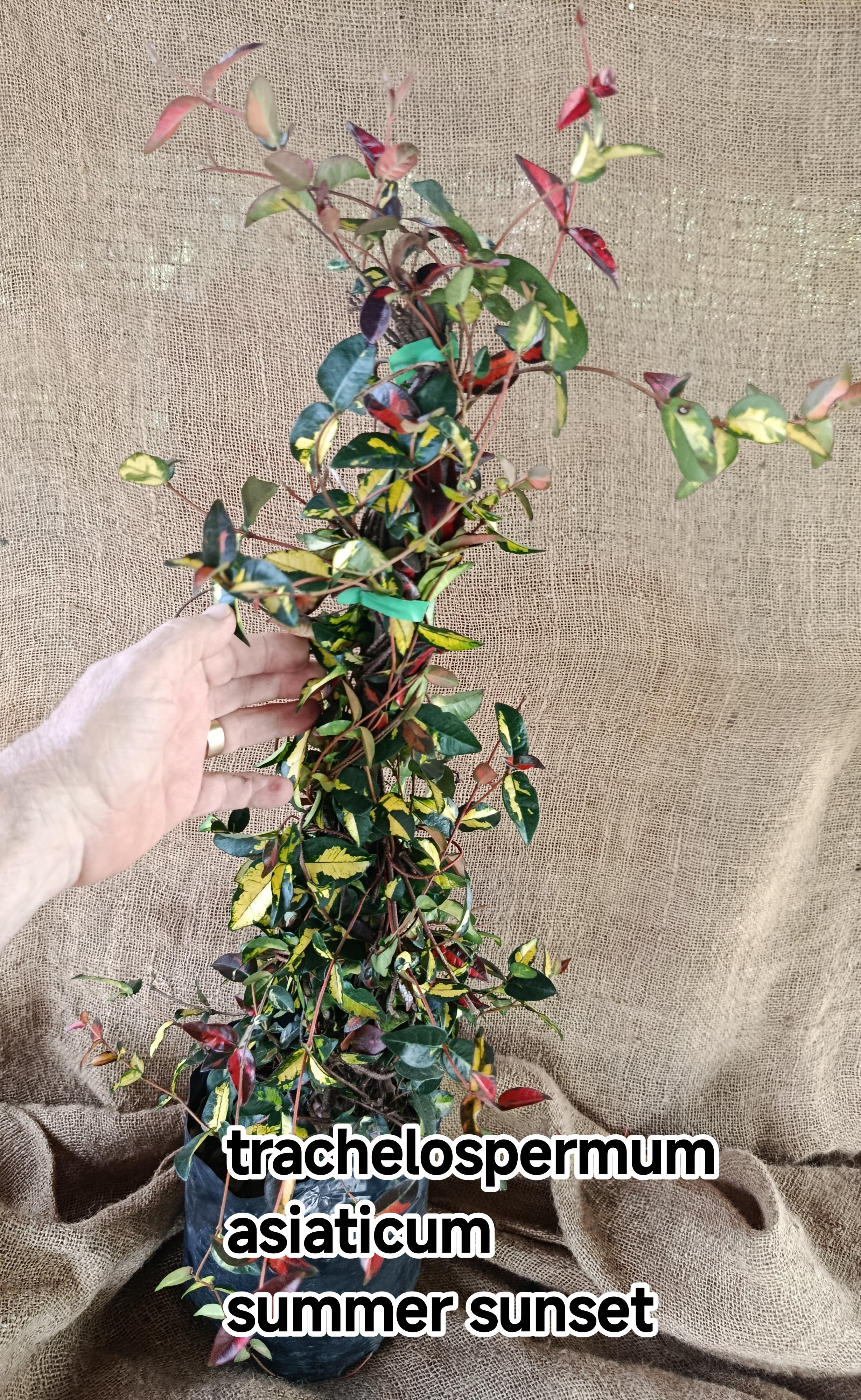 Trachelospermum asiaticum Summer Sunset