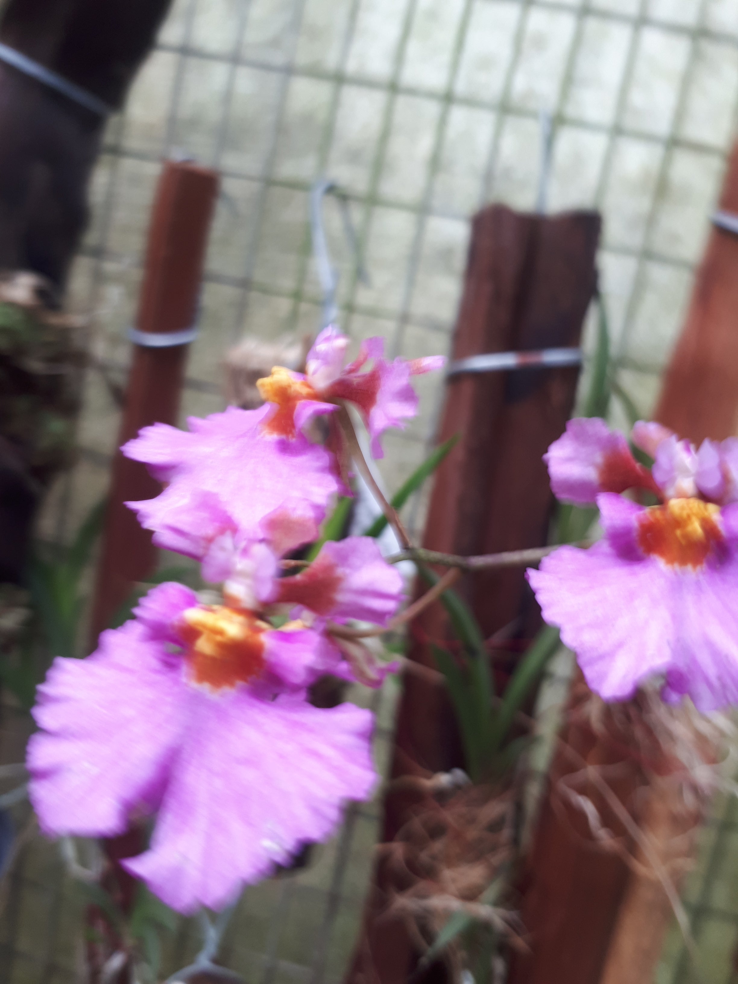 Tolumnia sylvestris